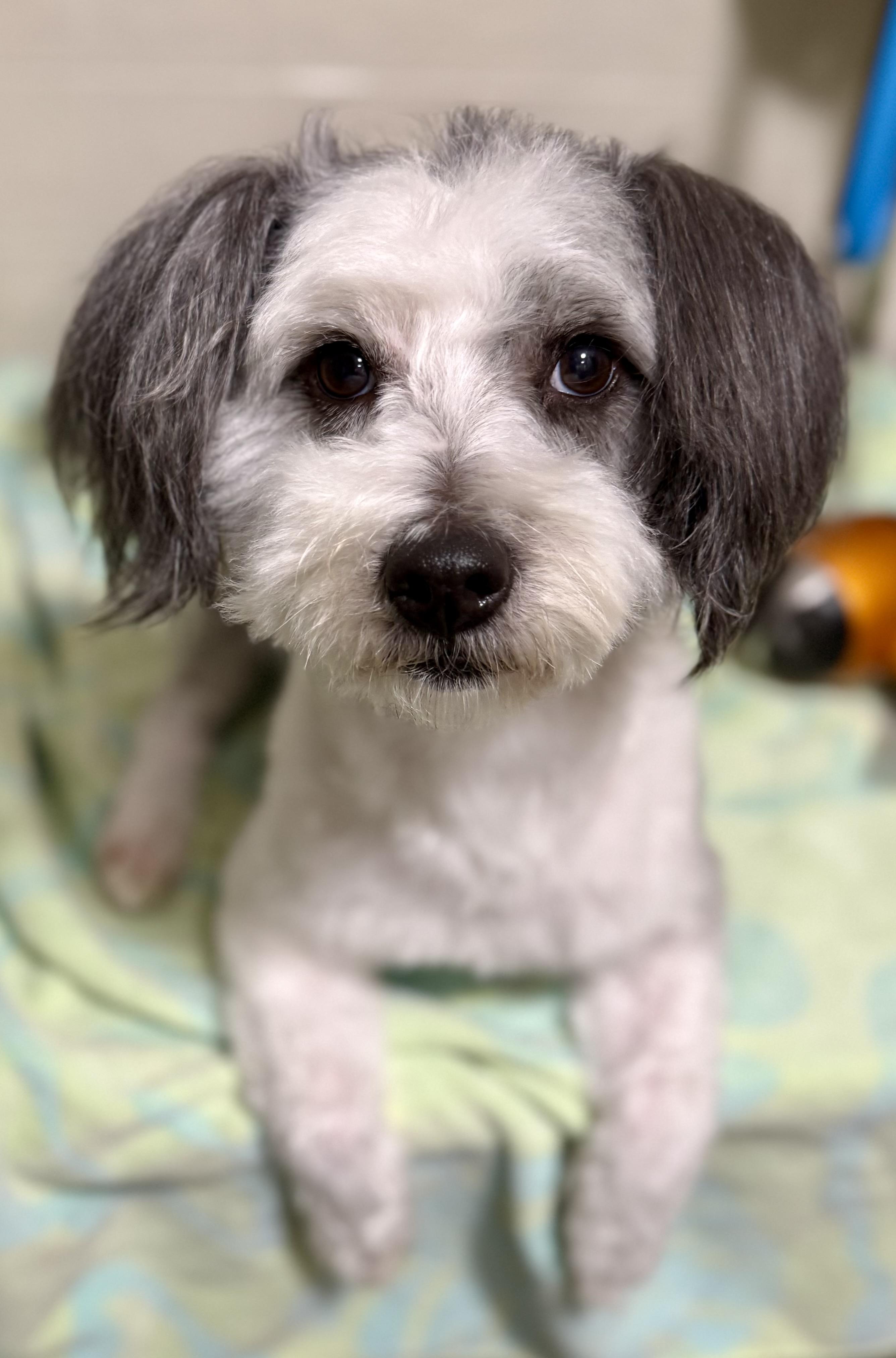 Archer, a ADOPTABLE mixed breed in Tomkins Cove, NY image 2/4