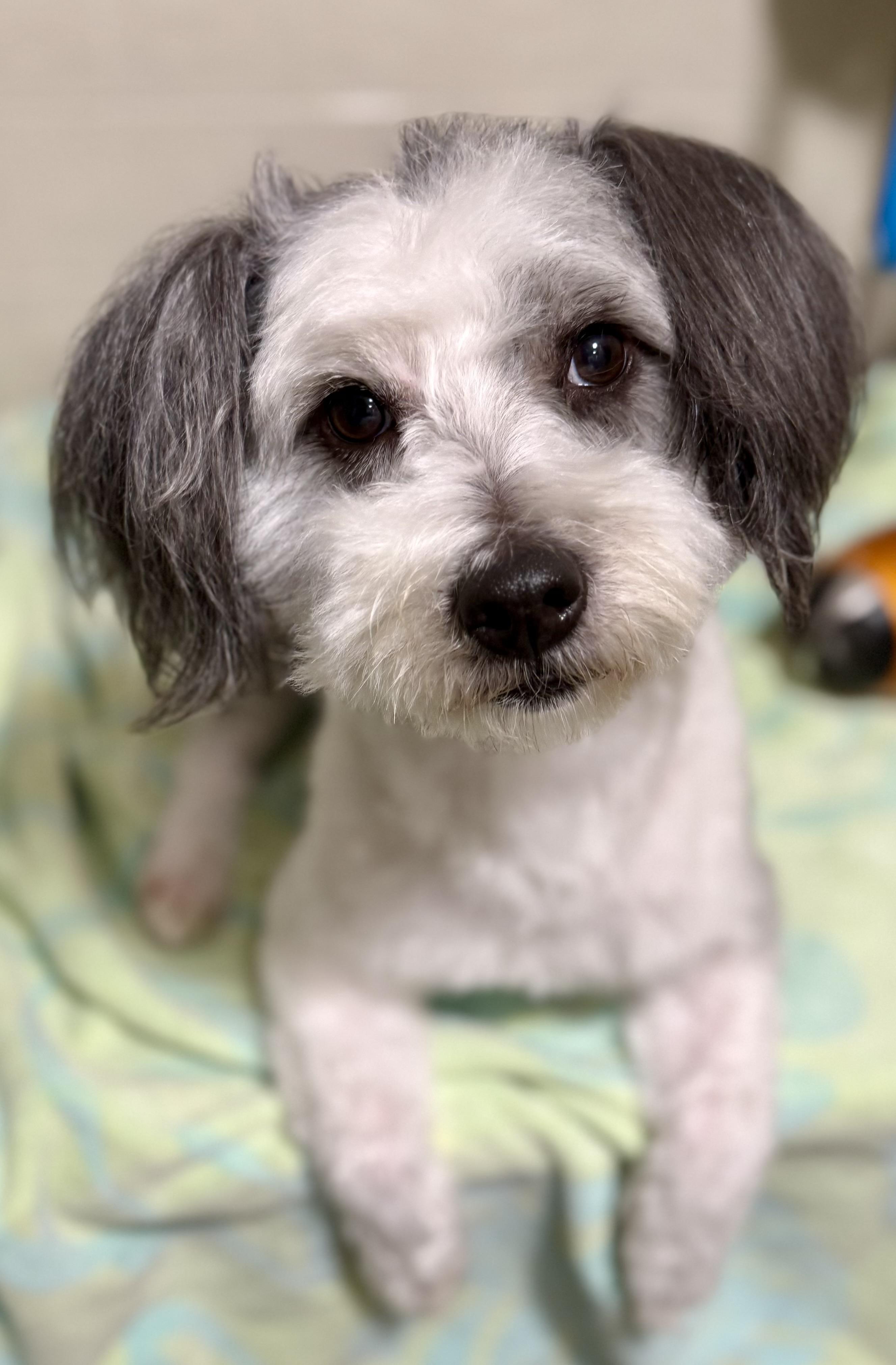 Archer, ADOPTABLE, Adult Male Sheepadoodle & Havanese.