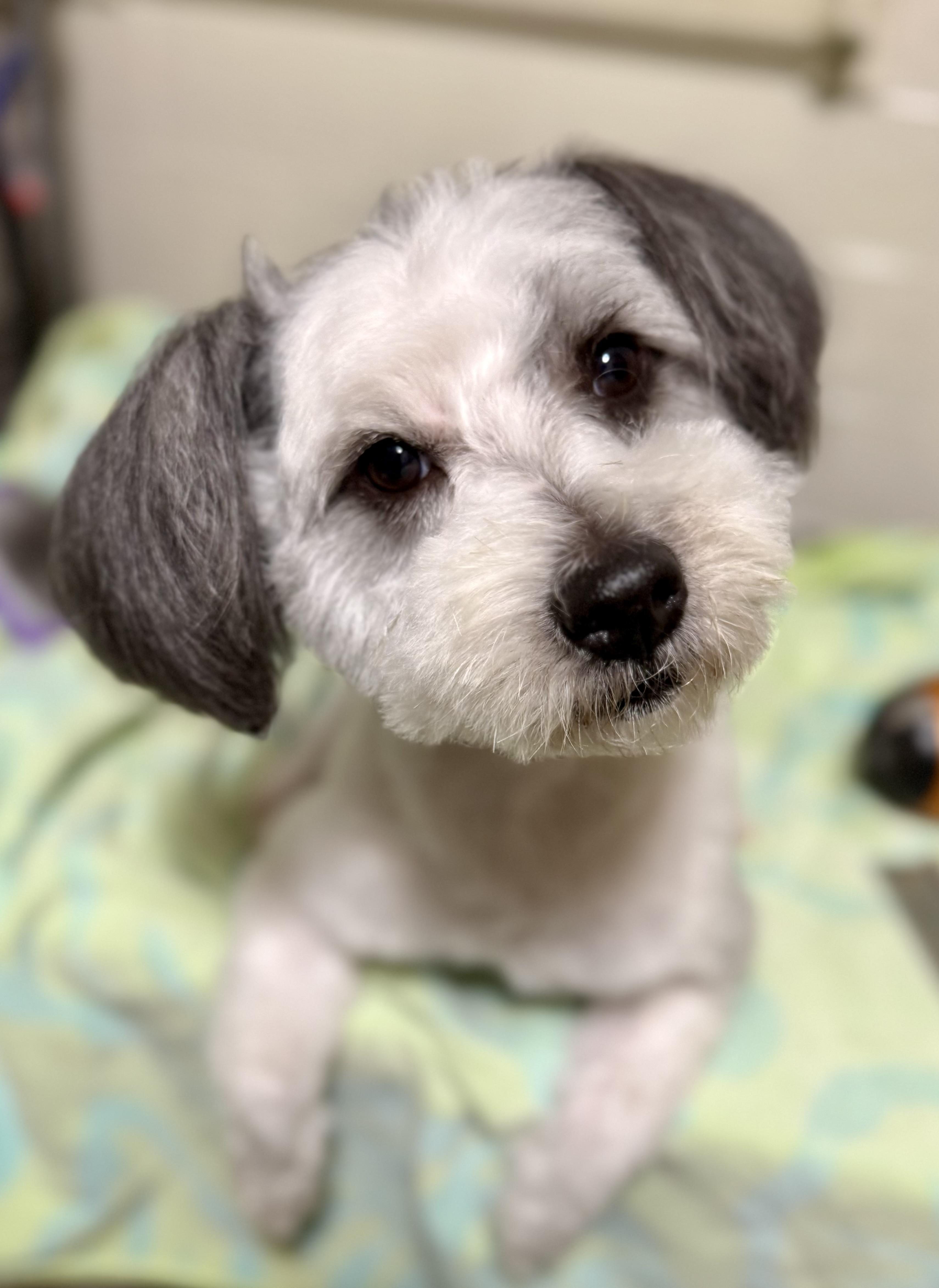 Archer, a ADOPTABLE mixed breed in Tomkins Cove, NY image 3/4