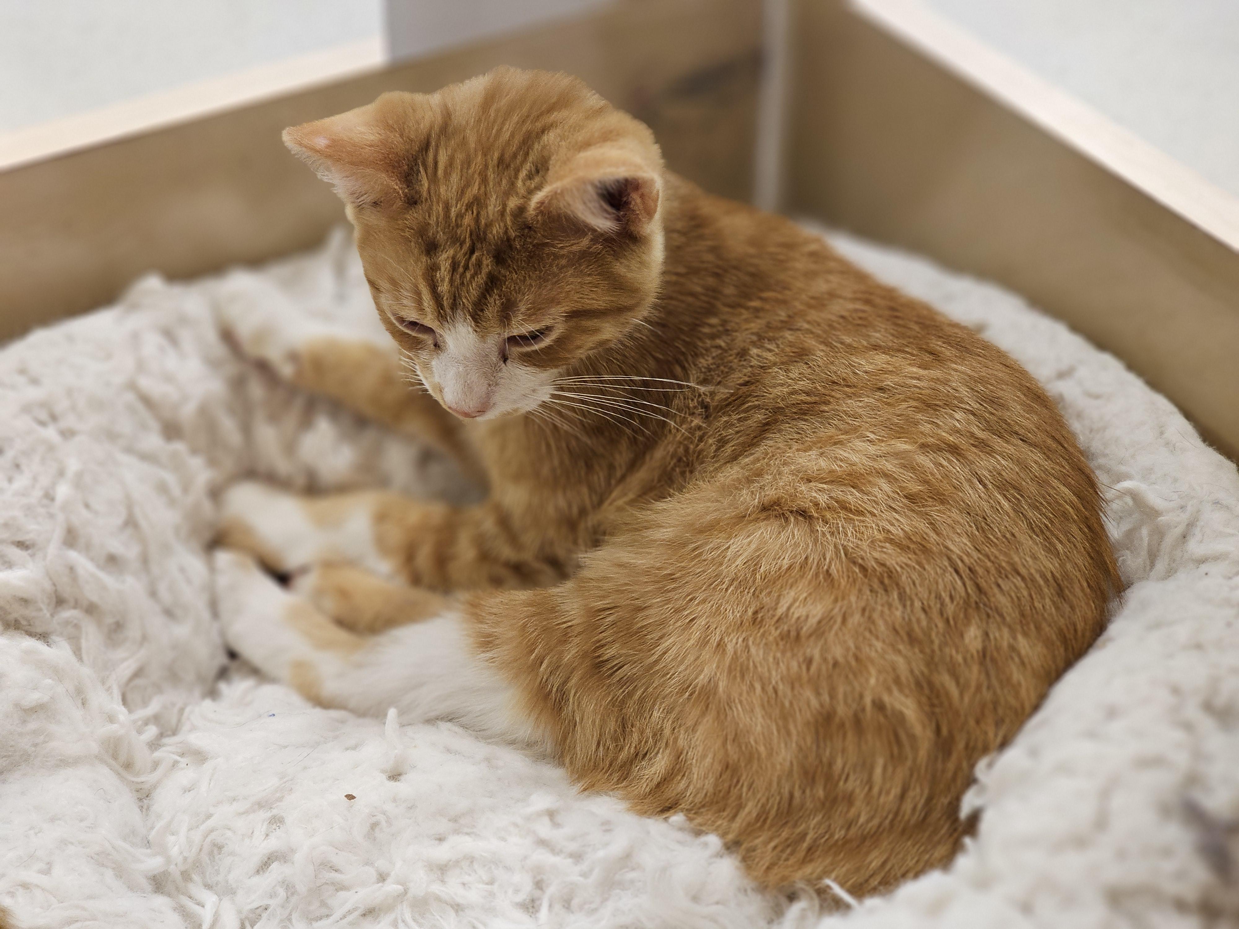 When Breeding Manx Cats Never Breed Rumpy to an Rumpy: Expert Tips
