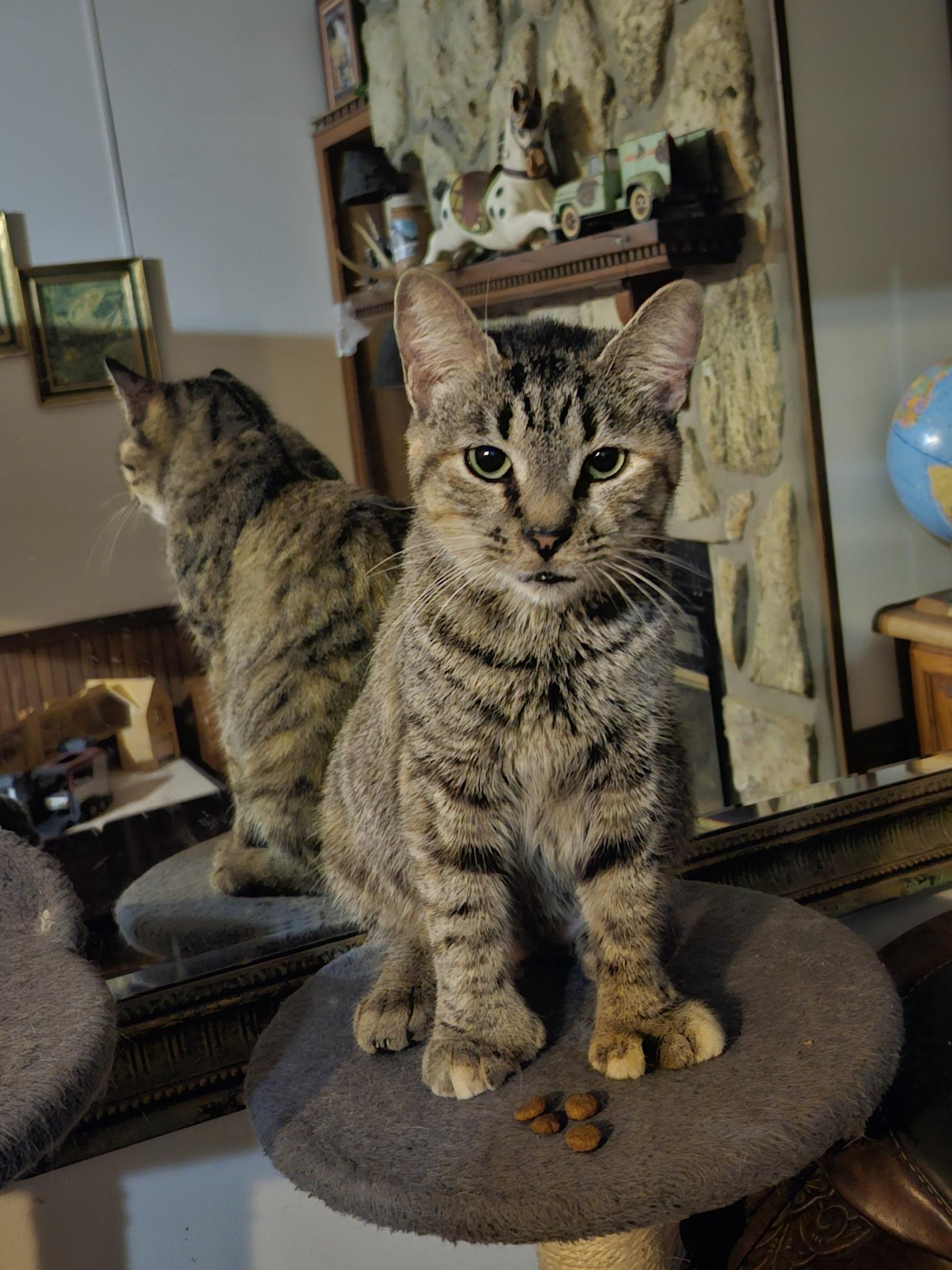 Rowdy , a ADOPTABLE Extra-Toes Cat / Hemingway Polydactyl in Morganton, NC image 1/5