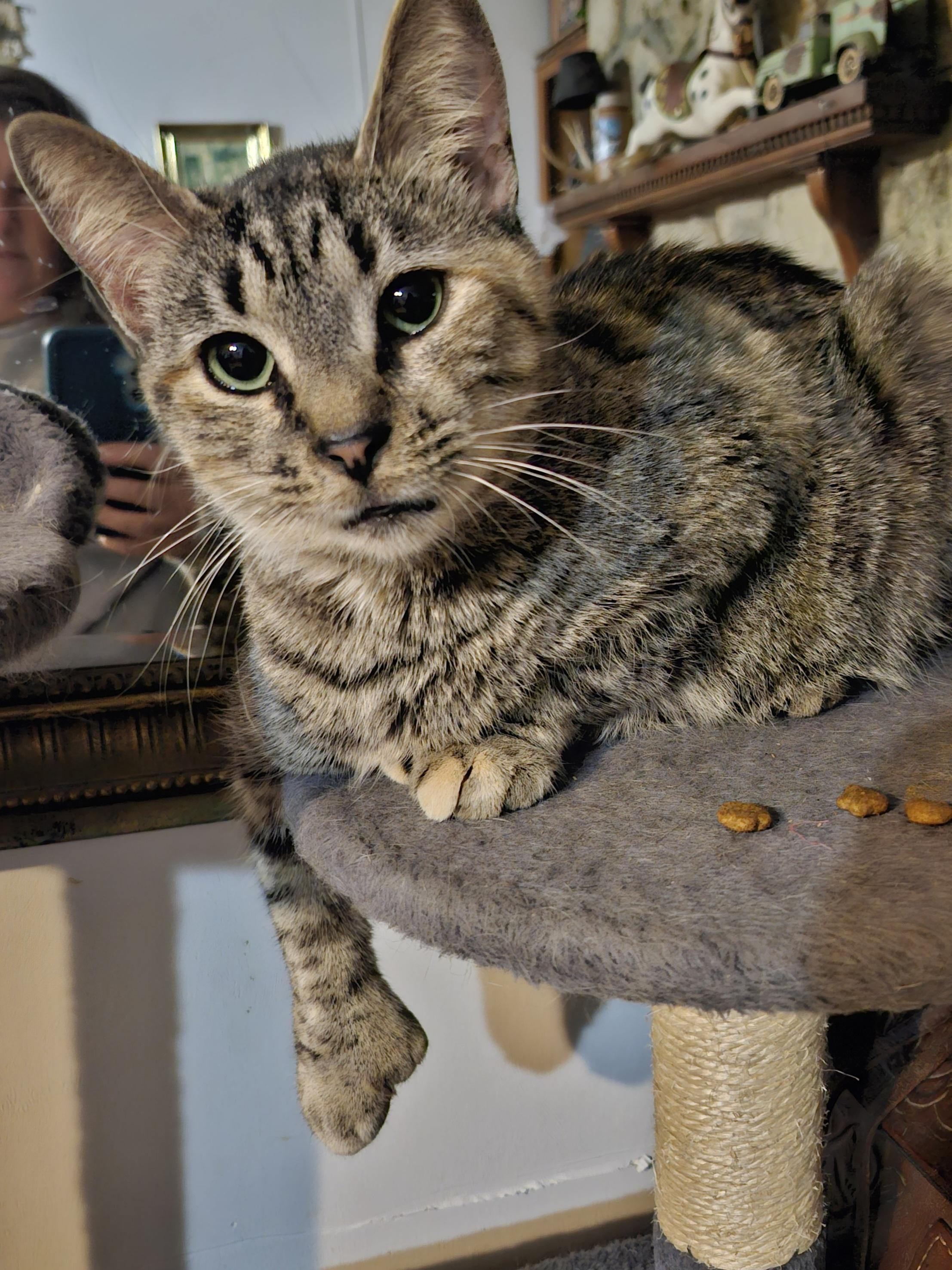 Rowdy , a ADOPTABLE Extra-Toes Cat / Hemingway Polydactyl in Morganton, NC image 2/5