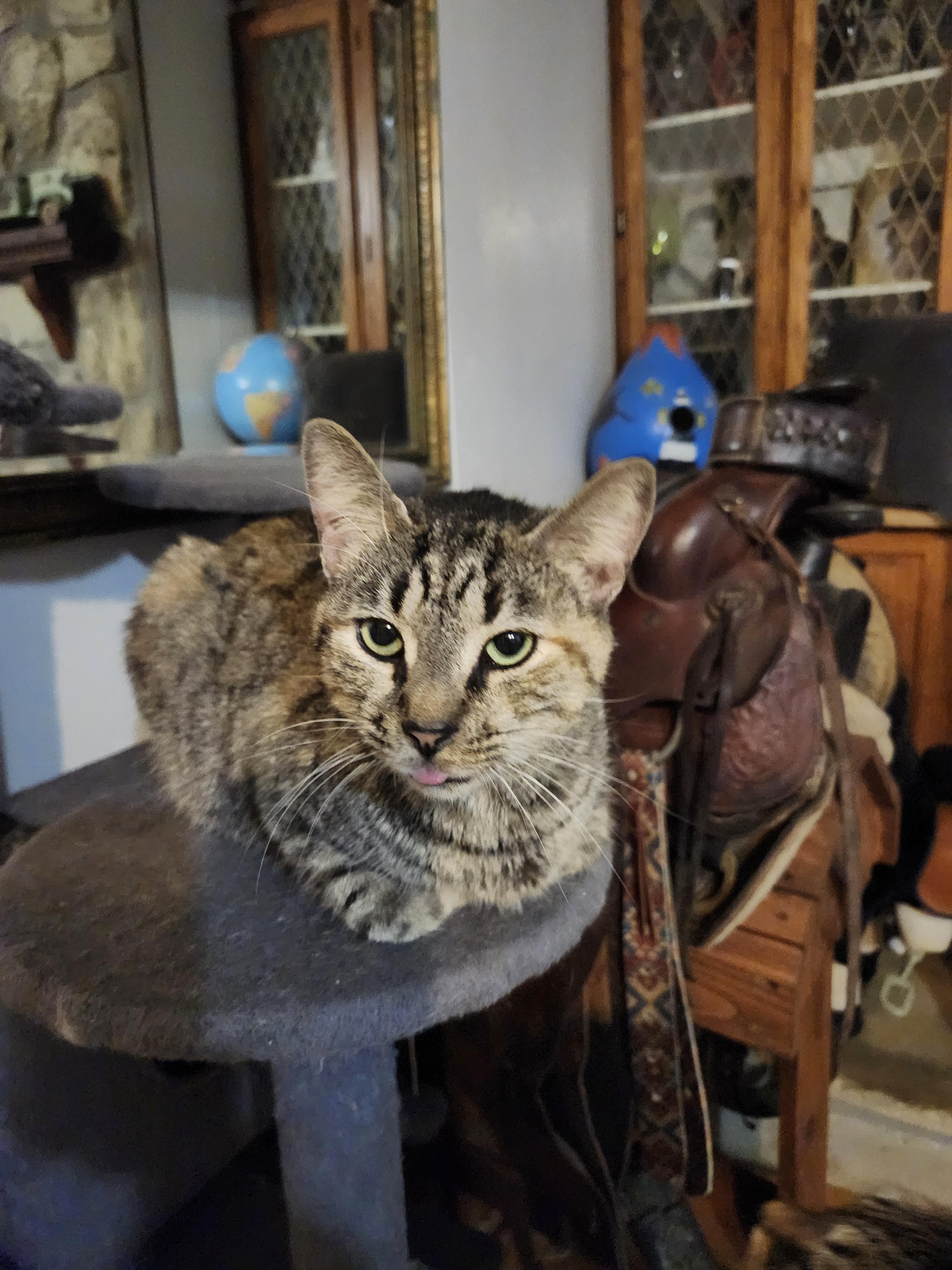 Rowdy , a ADOPTABLE Extra-Toes Cat / Hemingway Polydactyl in Morganton, NC image 3/5