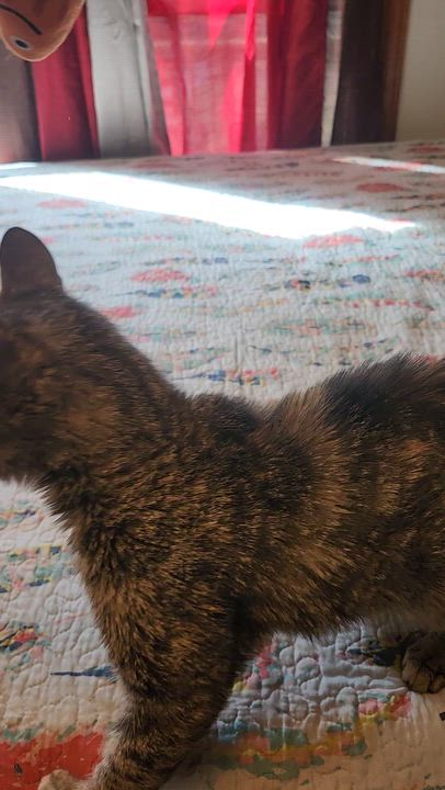 Enlarge Rowdy , a ADOPTABLE Extra-Toes Cat / Hemingway Polydactyl in Morganton, NC video 4/5