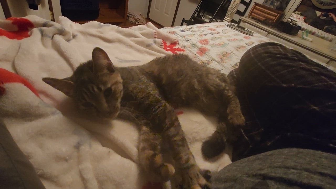 Enlarge Rowdy , a ADOPTABLE Extra-Toes Cat / Hemingway Polydactyl in Morganton, NC video 5/5