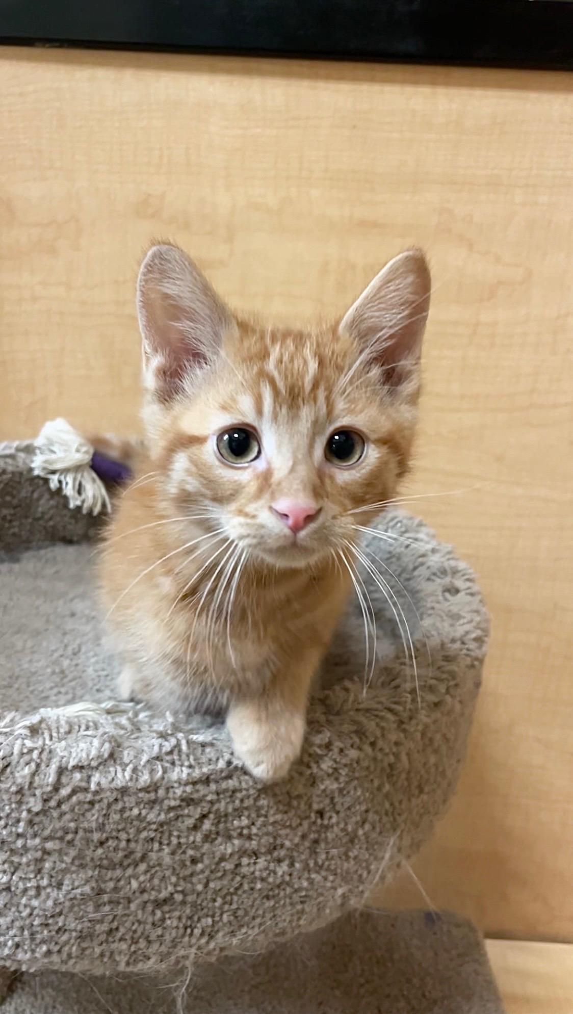 Enlarge Dieter (bonded with Duncan), an adopted Domestic Short Hair in Barrington Hills, IL image 3/4