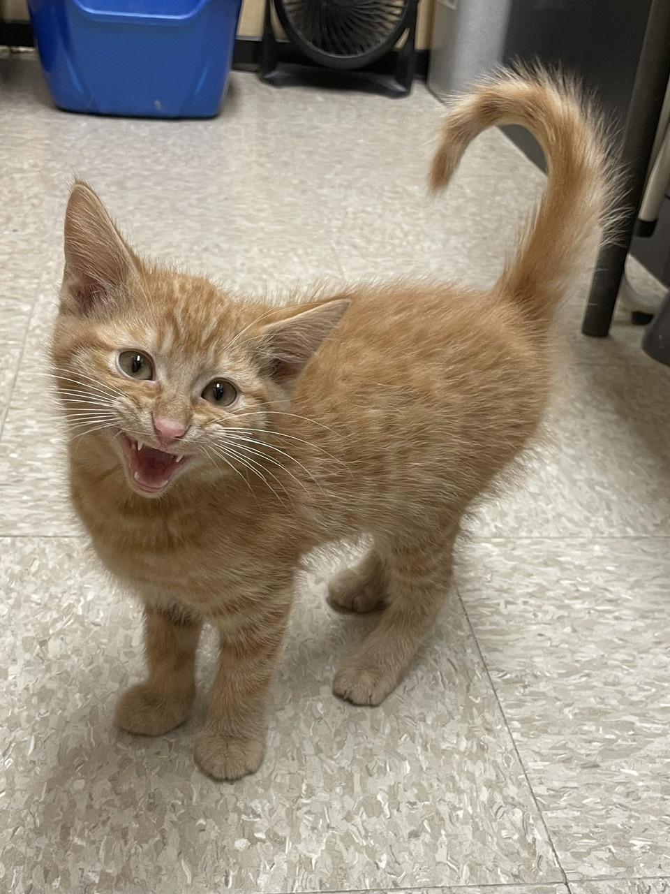 Dieter (bonded with Duncan), adopted, Kitten Male Domestic Short Hair.