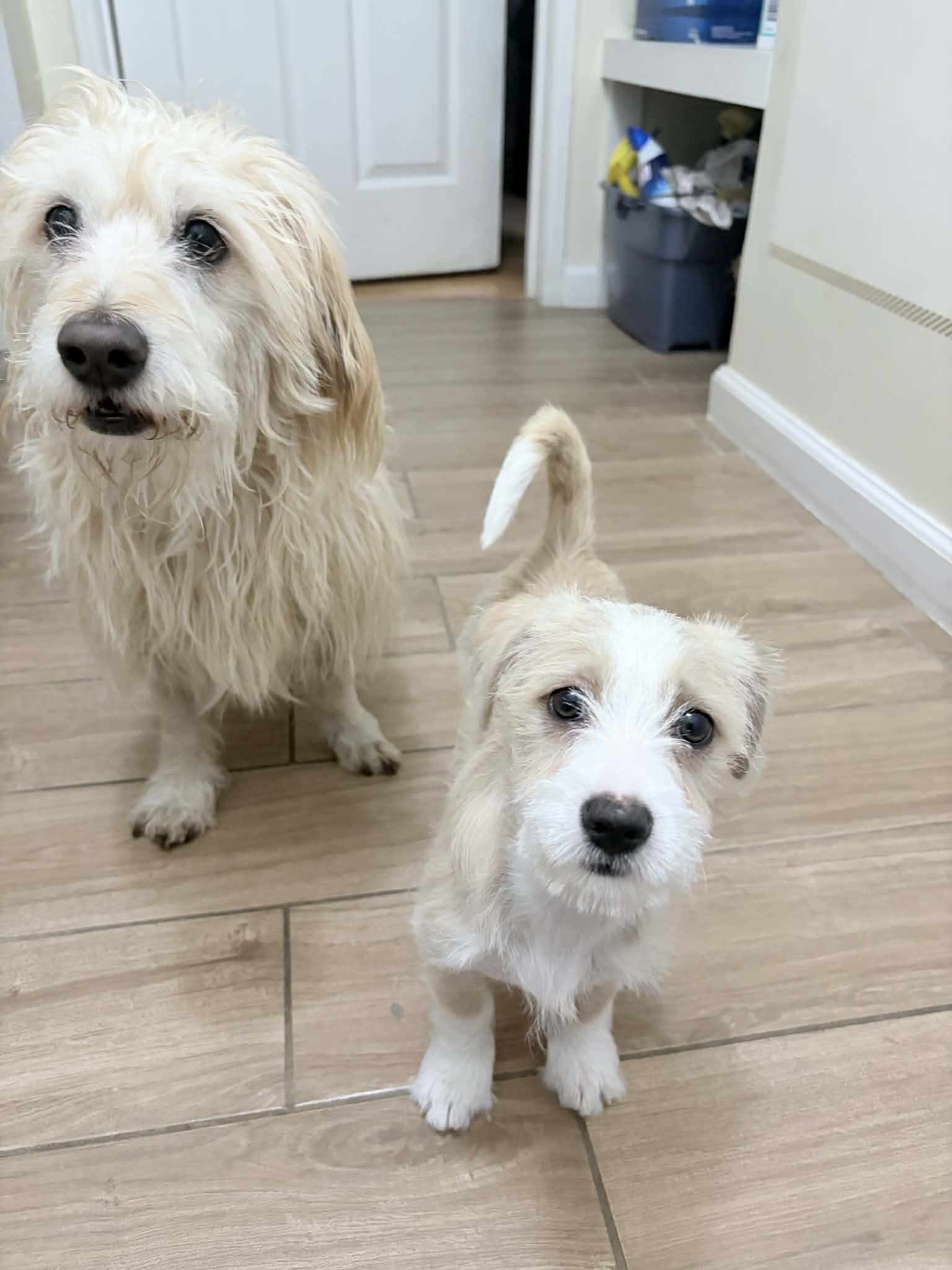 Lexi, adopted, Puppy Female Jack Russell Terrier.