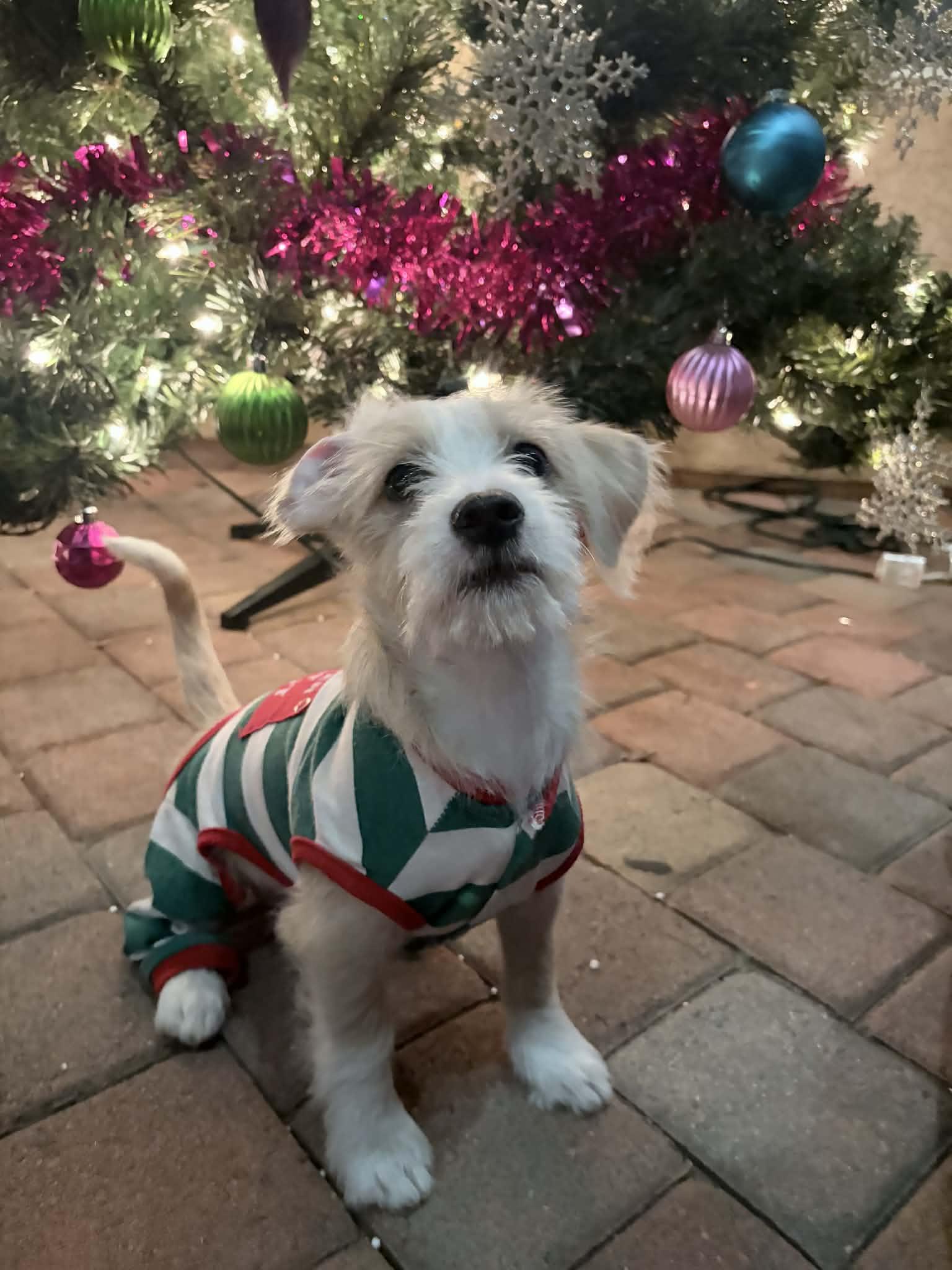 Enlarge Lexi, an adopted mixed breed in Reseda, CA image 2/6