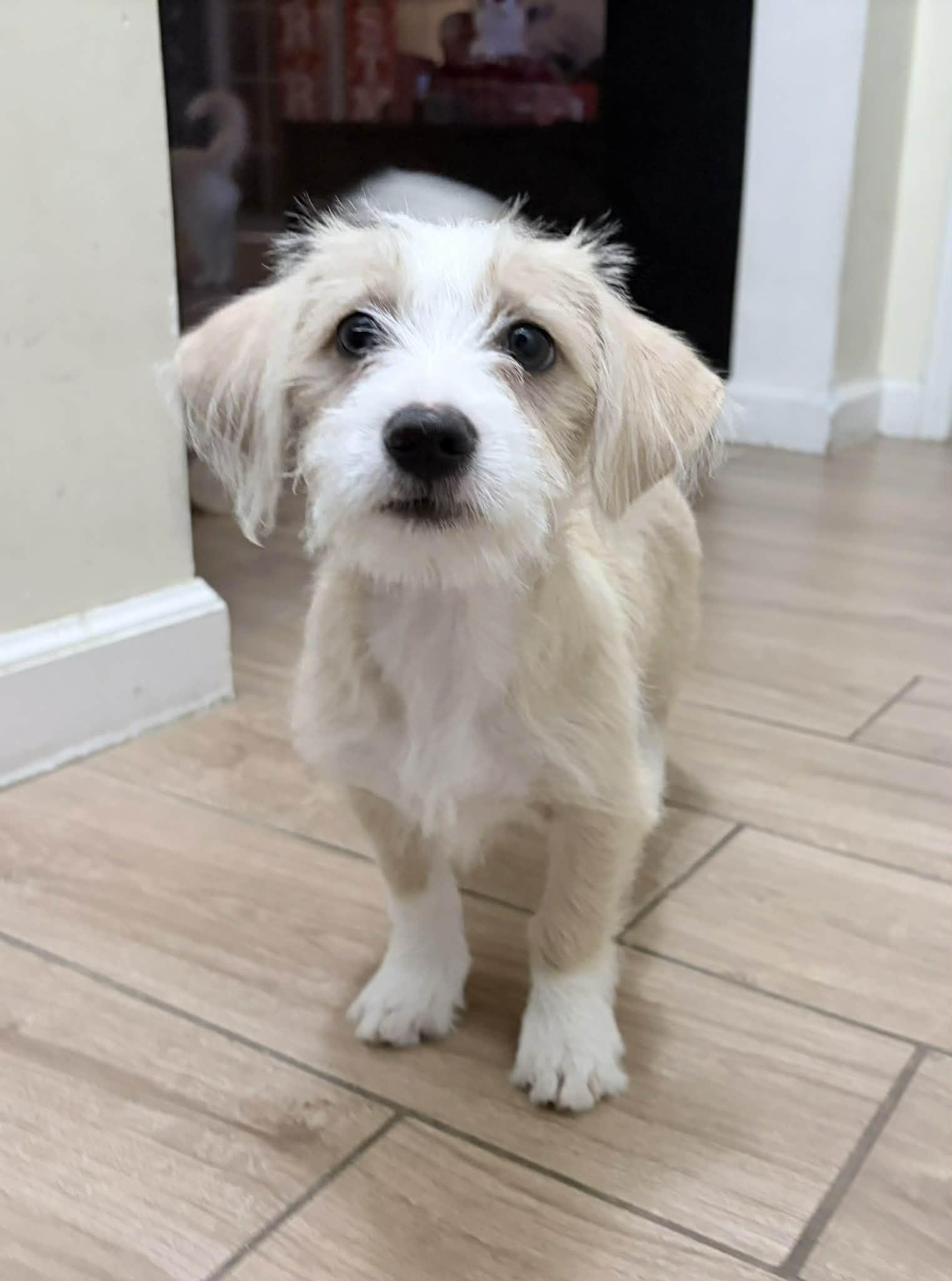 Enlarge Lexi, an adopted mixed breed in Reseda, CA image 3/6