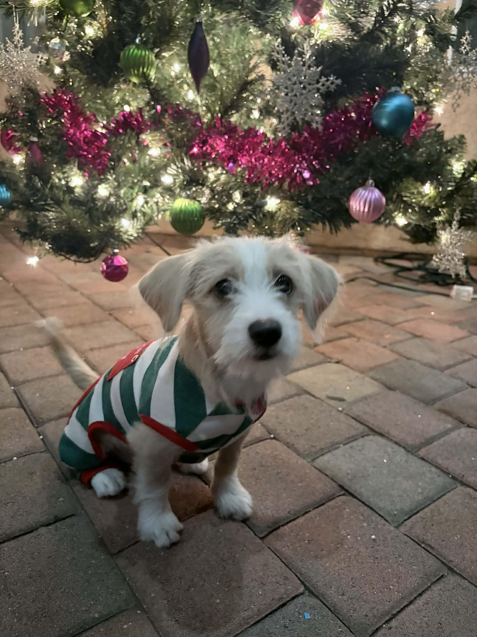 Enlarge Lexi, an adopted mixed breed in Reseda, CA image 4/6