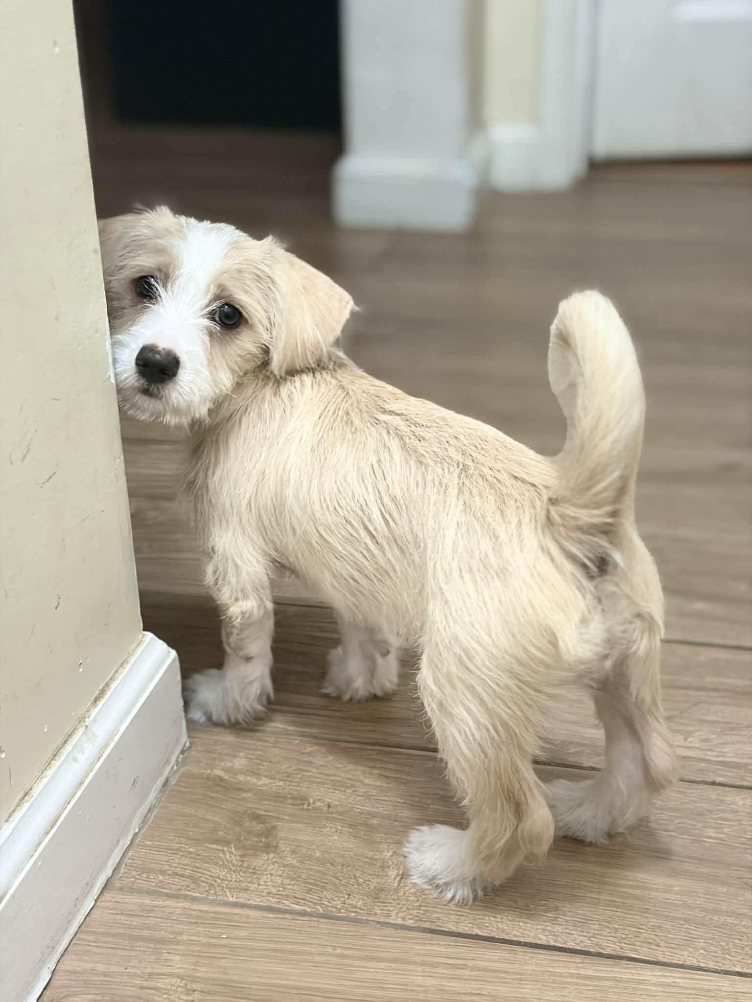 Enlarge Lexi, an adopted mixed breed in Reseda, CA image 5/6