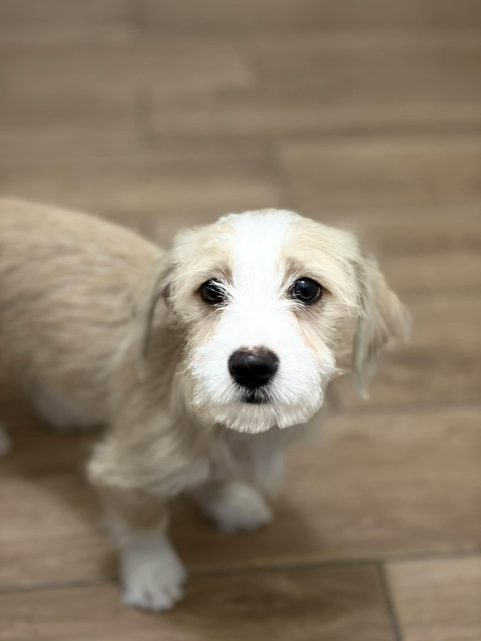 Enlarge Lexi, an adopted mixed breed in Reseda, CA image 6/6