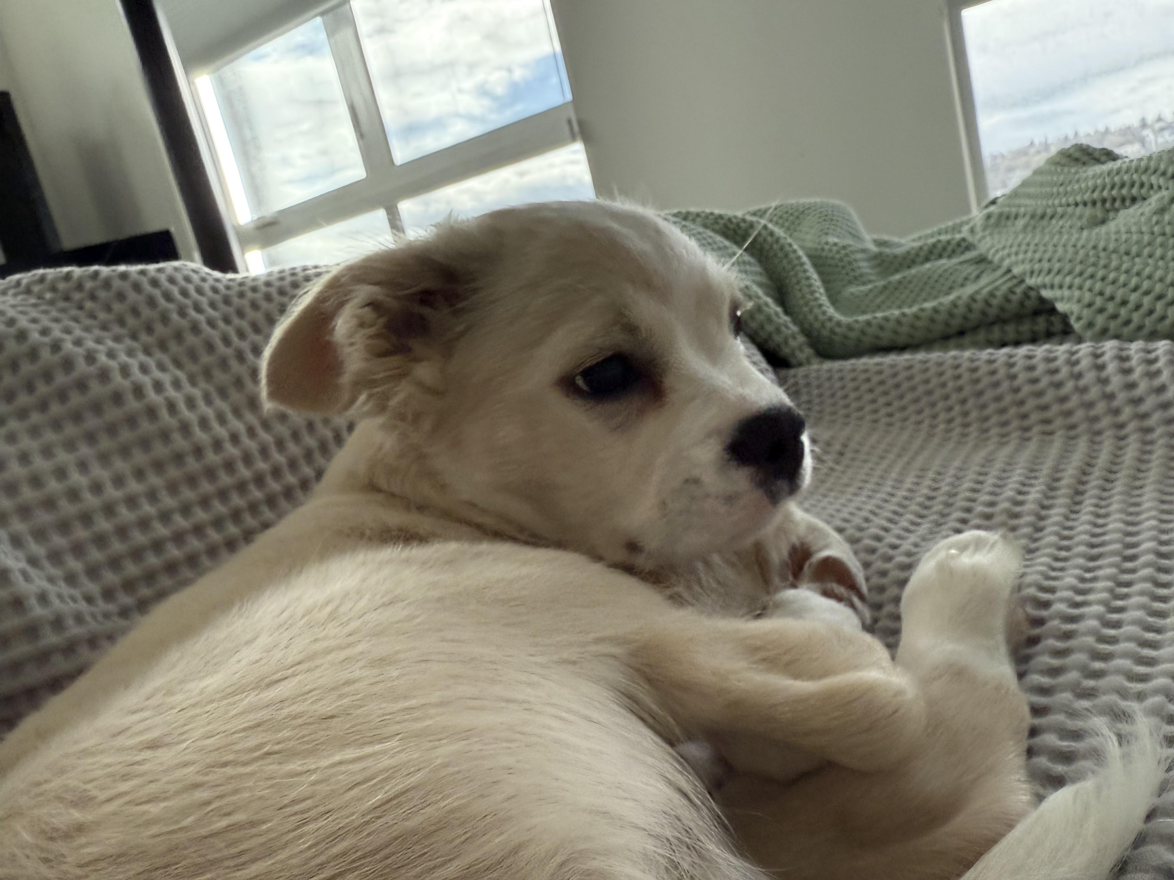 Enlarge Ernie , an adopted mixed breed in Bonney Lake, WA image 2/6