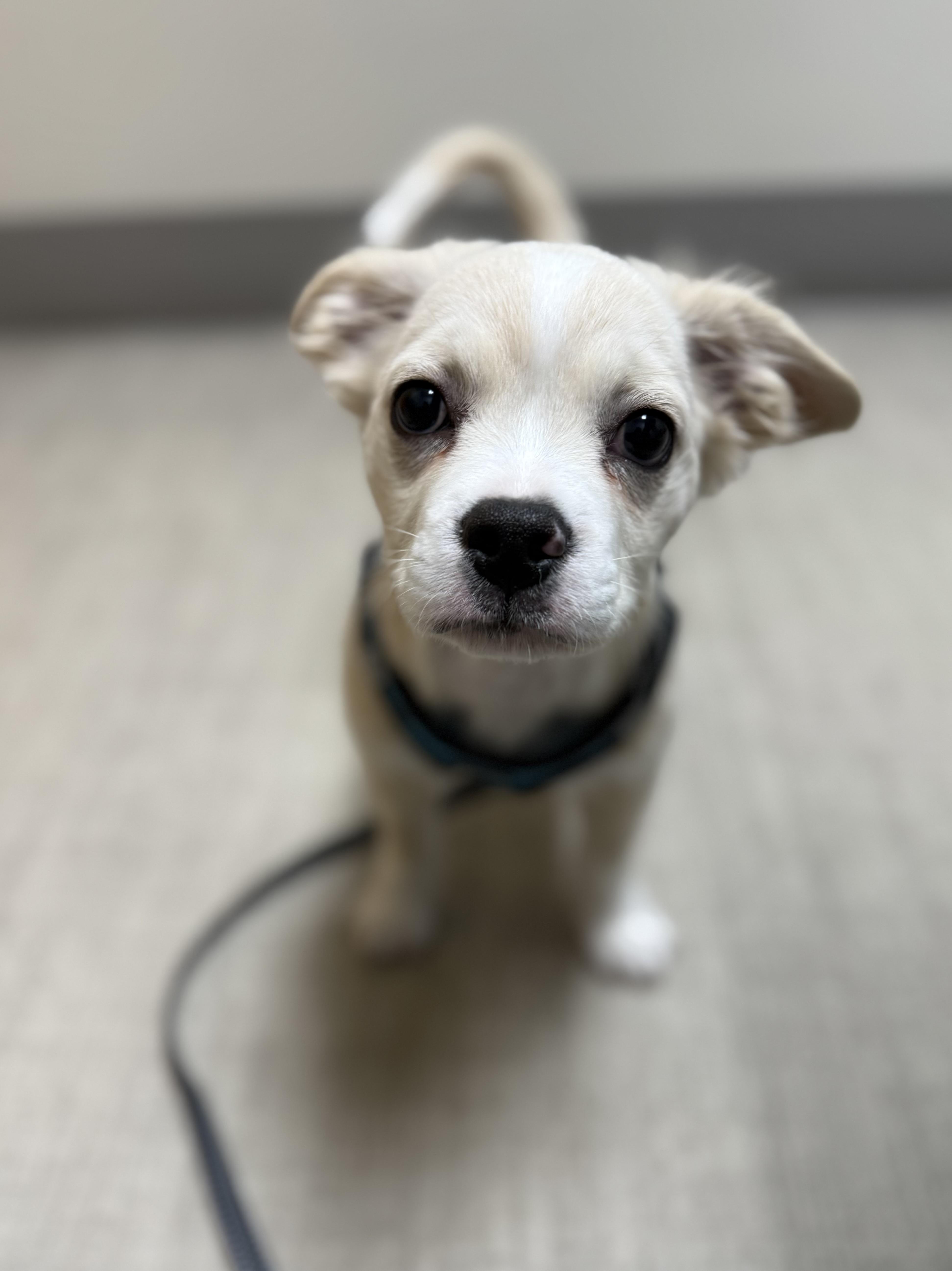 Enlarge Ernie , an adopted mixed breed in Bonney Lake, WA image 1/6