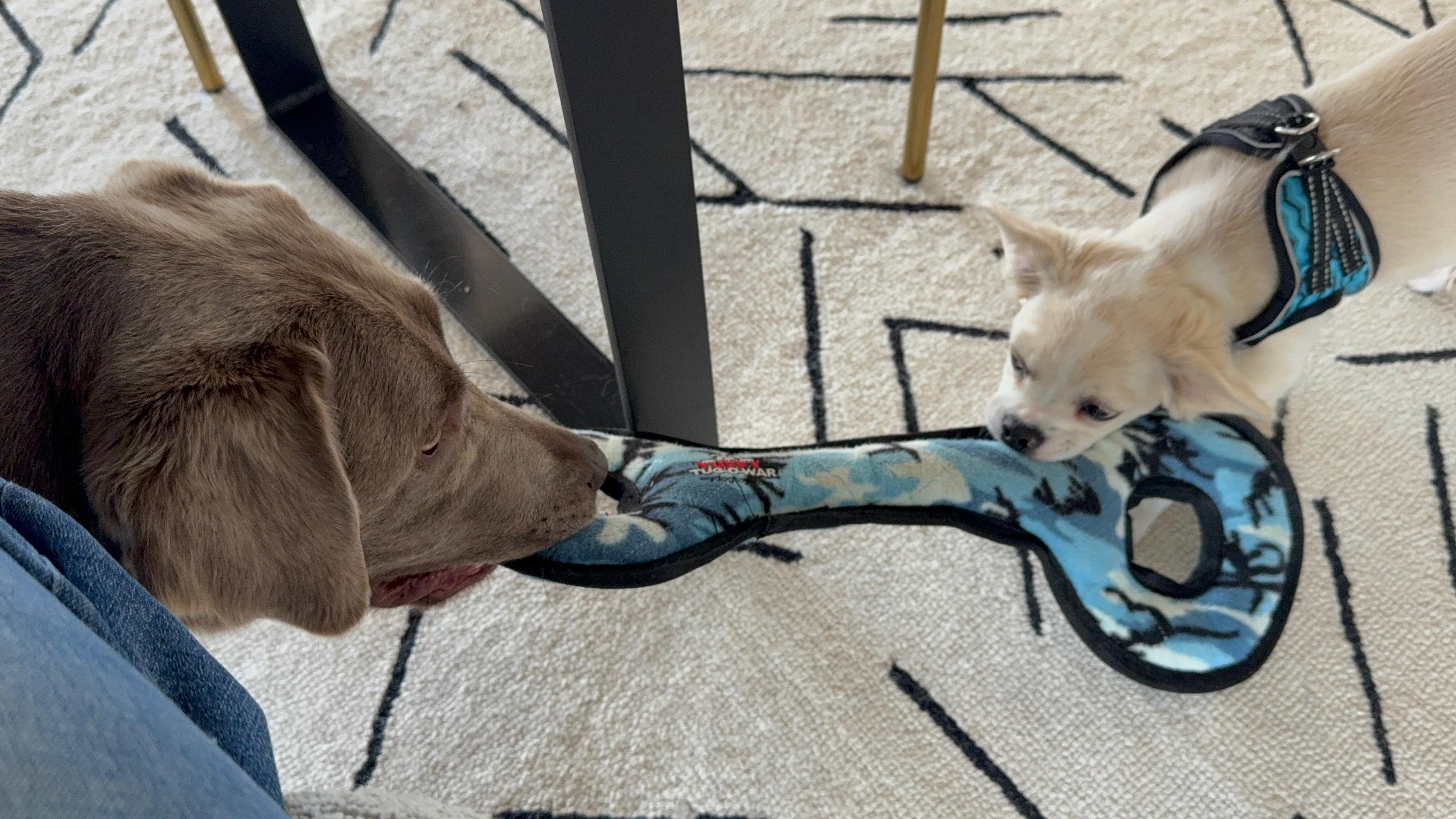 Enlarge Ernie , an adopted mixed breed in Bonney Lake, WA image 5/6