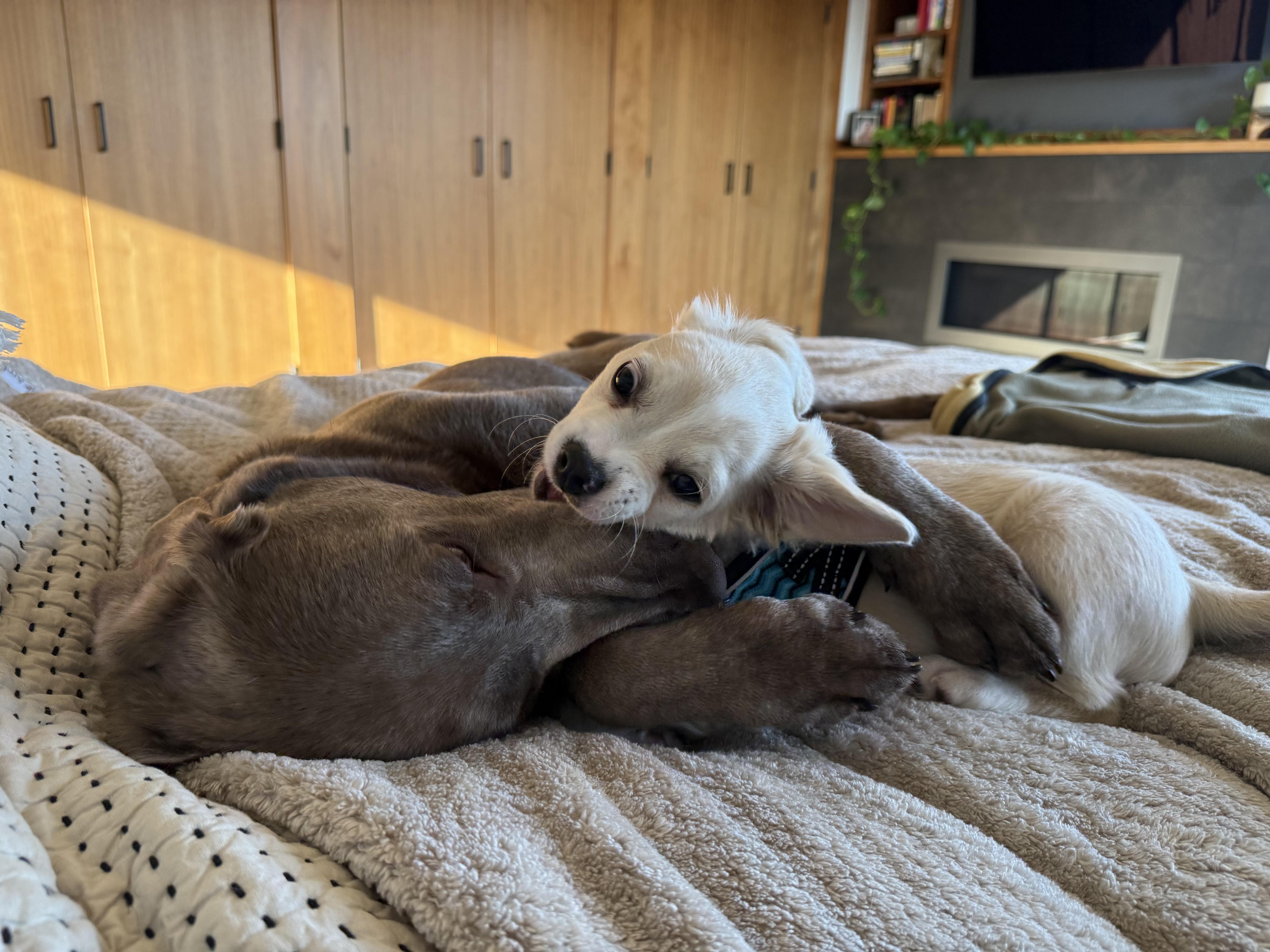 Enlarge Ernie , an adopted mixed breed in Bonney Lake, WA image 4/6