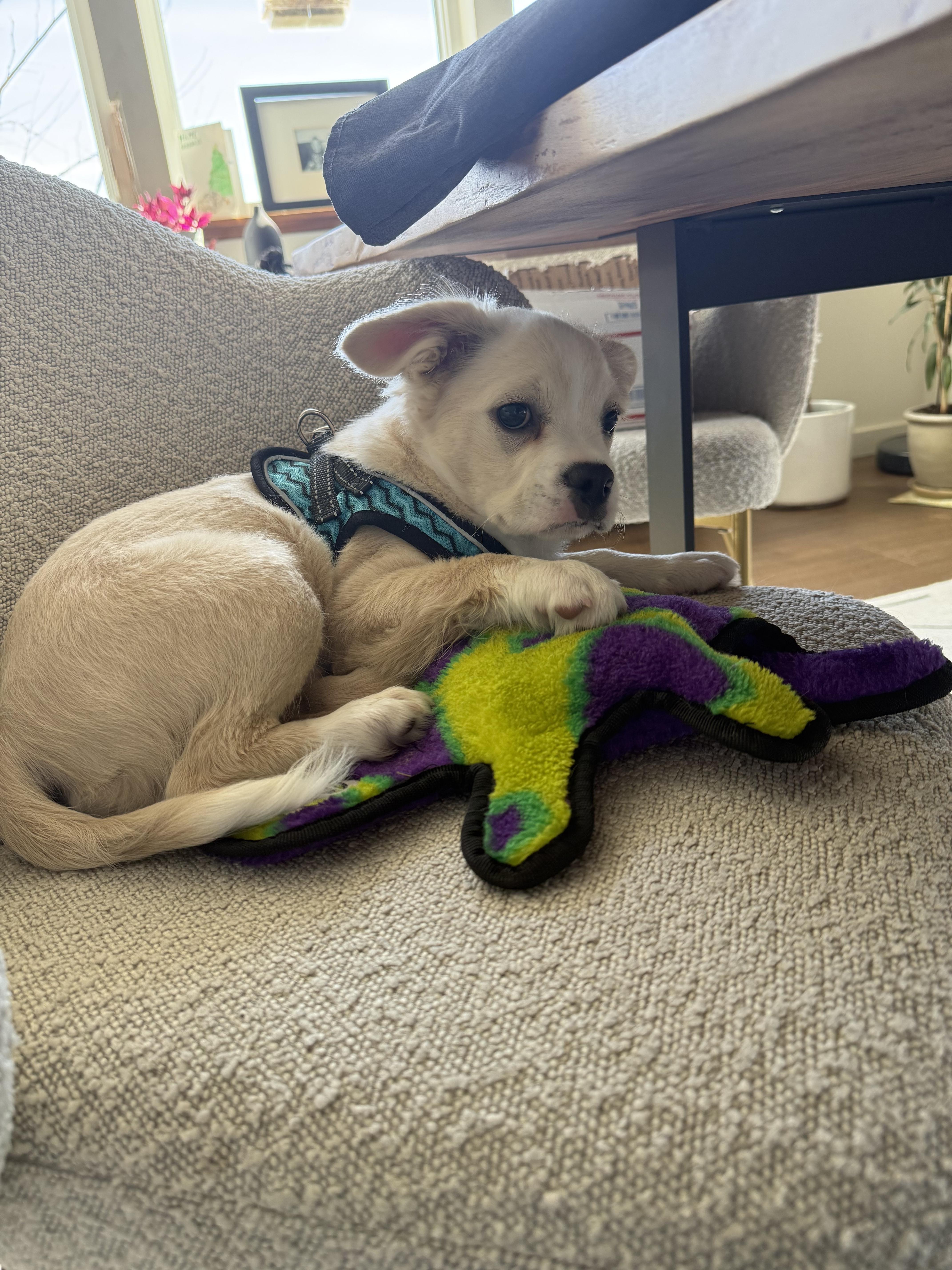 Enlarge Ernie , an adopted mixed breed in Bonney Lake, WA image 6/6