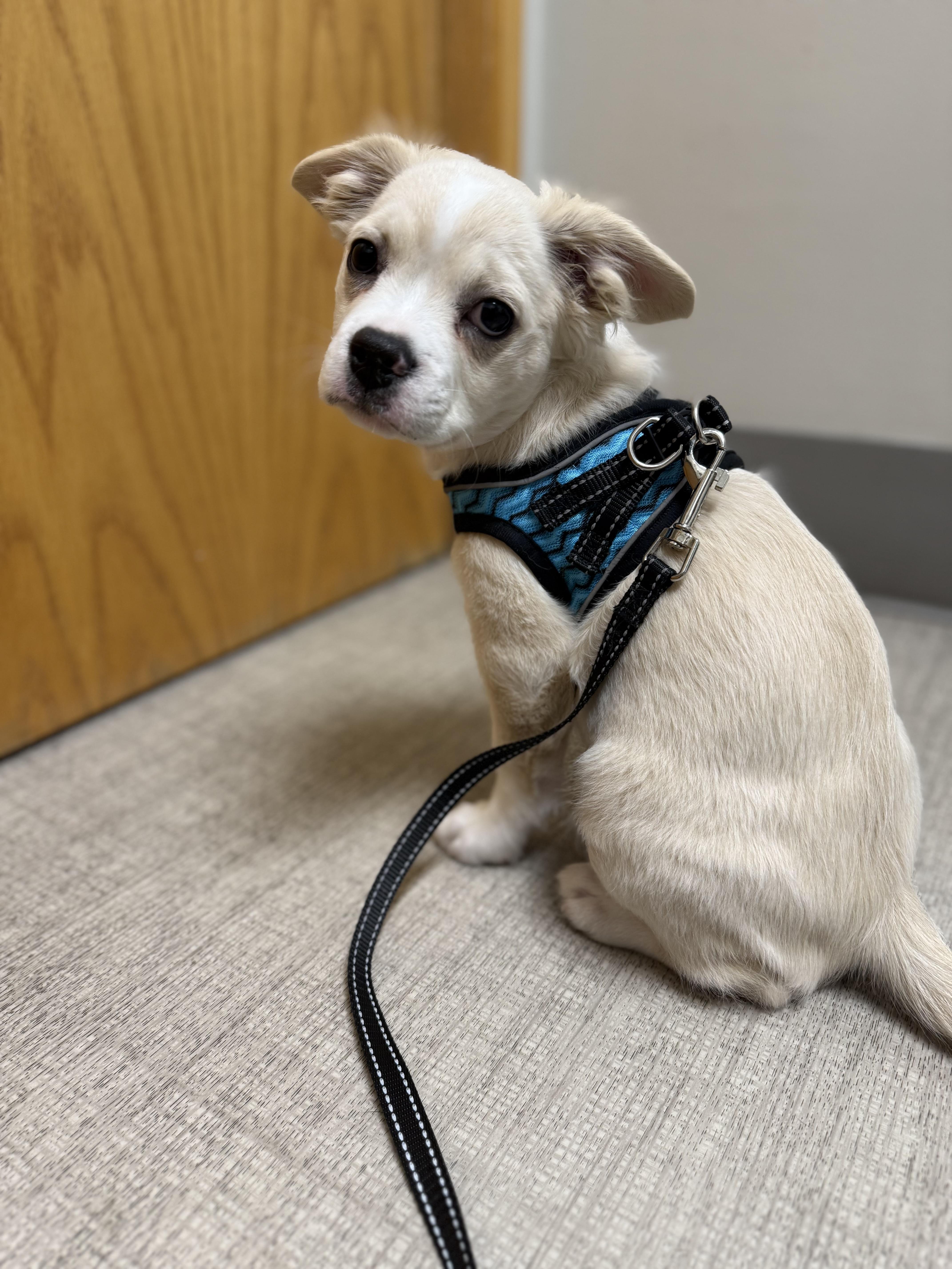 Enlarge Ernie , an adopted mixed breed in Bonney Lake, WA image 3/6