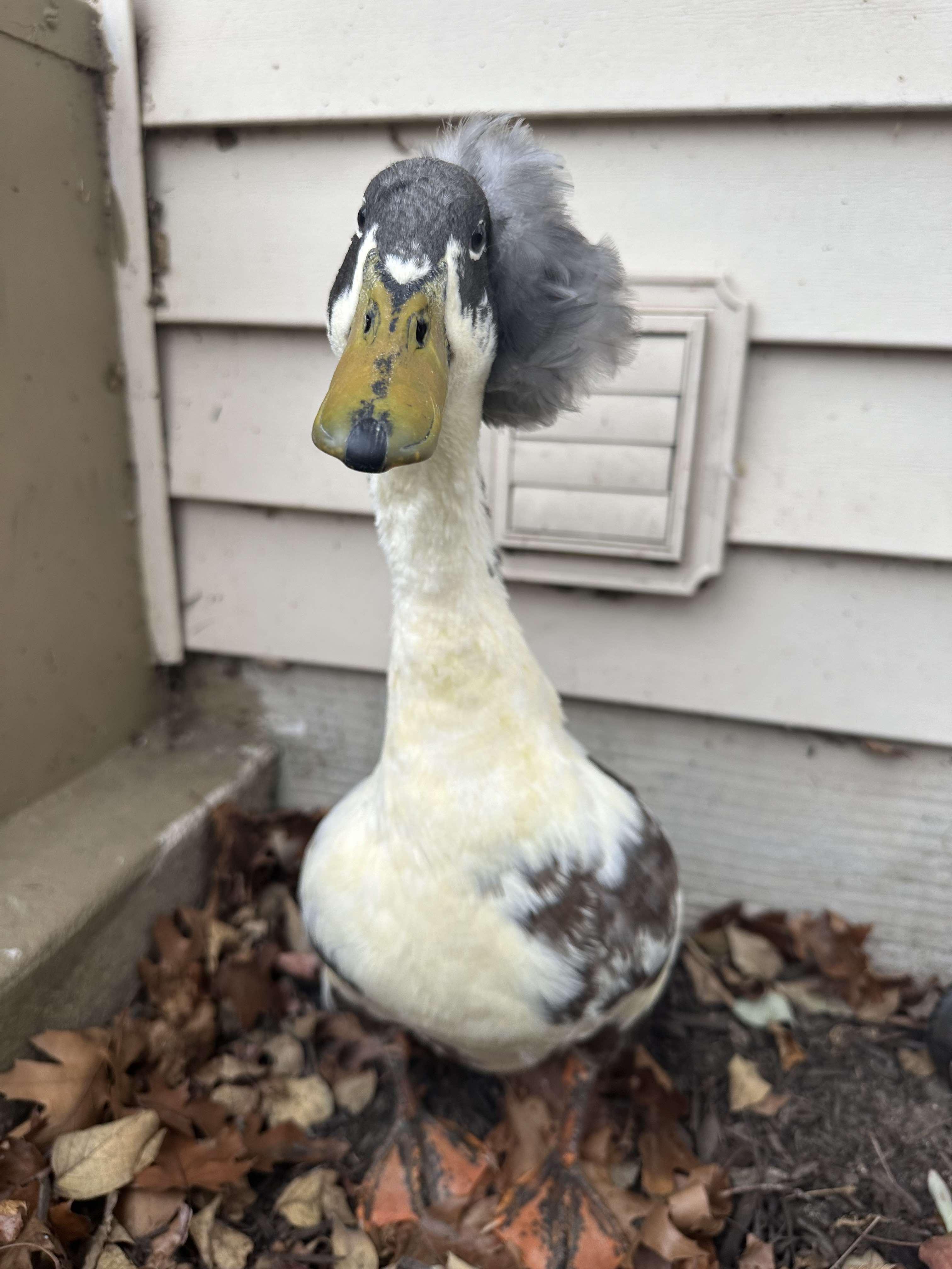 Dilbert, Adopted, Adult Male Duck.