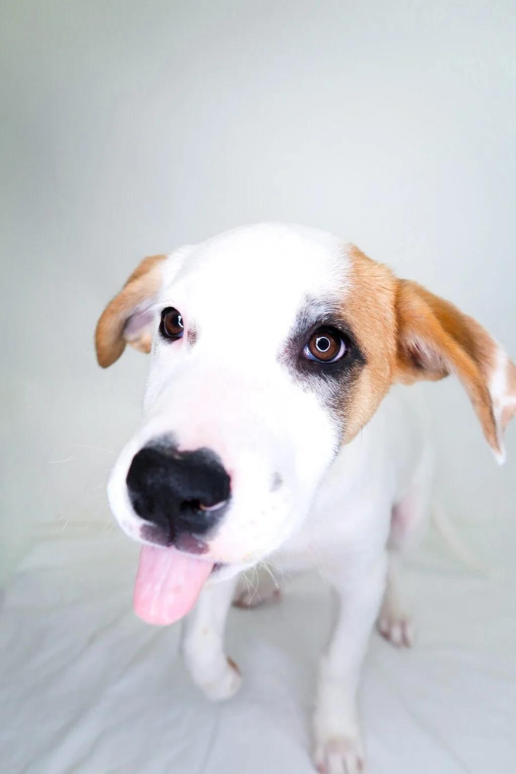 Enlarge Noah Schnapp, a ADOPTABLE mixed breed in Bixby, OK image 1/3