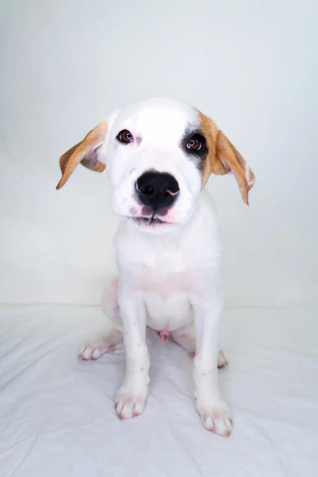 Enlarge Noah Schnapp, a ADOPTABLE mixed breed in Bixby, OK image 2/3