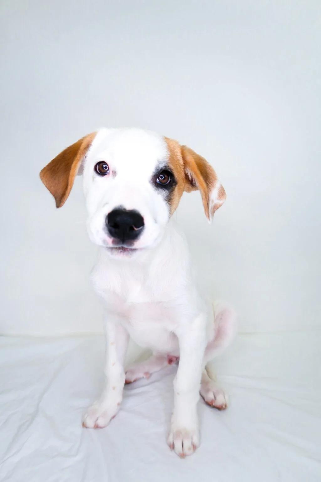 Enlarge Noah Schnapp, a ADOPTABLE mixed breed in Bixby, OK image 3/3