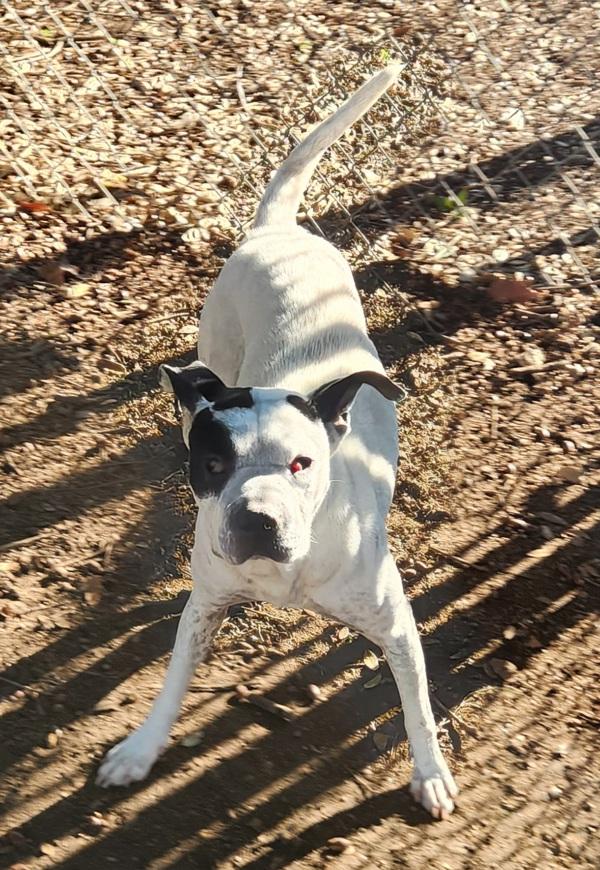 Princess, Adoptable, Adult Female Boston Terrier & Pit Bull Terrier.