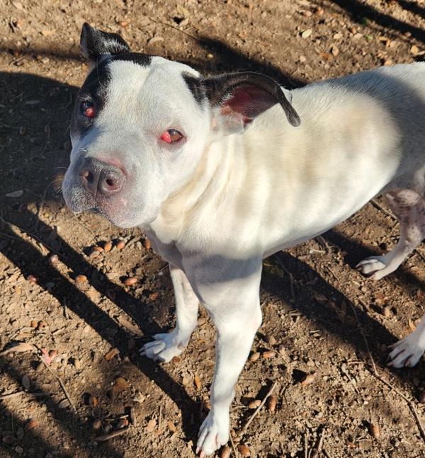 Enlarge Princess, a Adoptable mixed breed in Austin, TX image 2/3