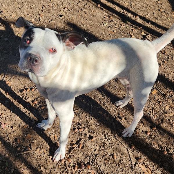 Enlarge Princess, a Adoptable mixed breed in Austin, TX image 3/3