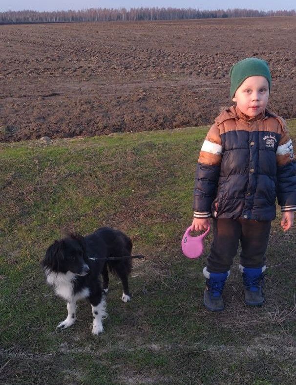 Yasna, Adopted, Puppy Female Spitz & English Springer Spaniel.