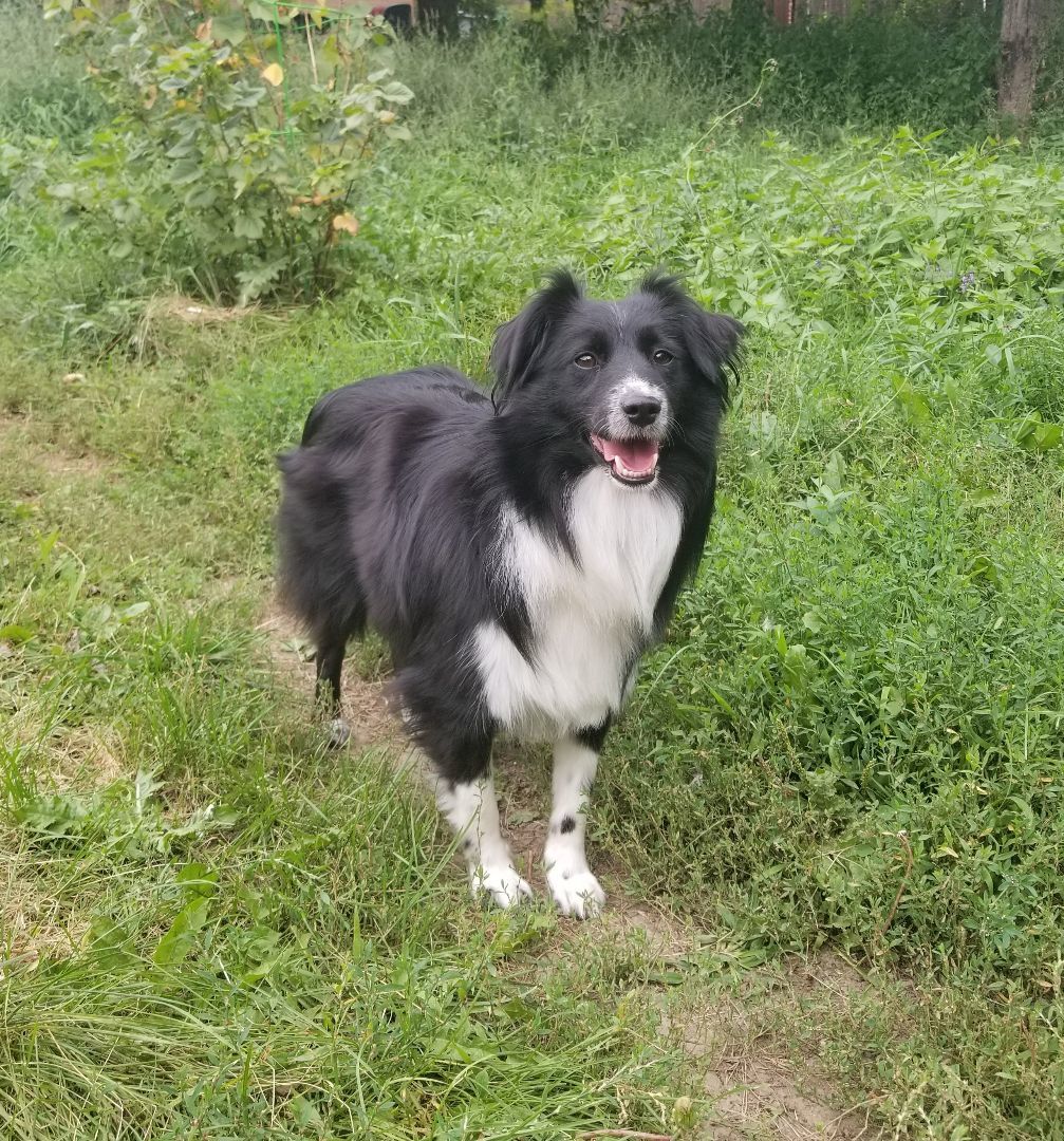 Yasna, a Adopted mixed breed in North York, ON image 2/12