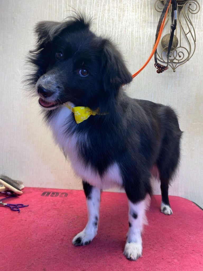 Yasna, a Adopted mixed breed in North York, ON image 3/12