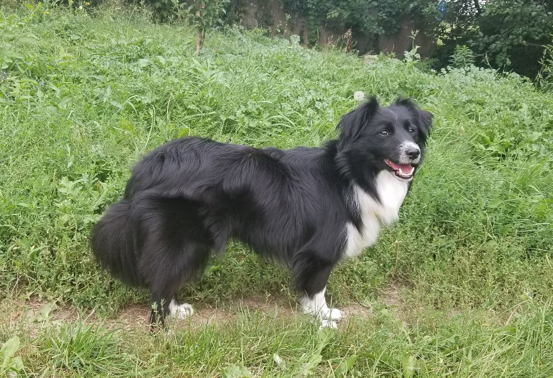 Yasna, a Adopted mixed breed in North York, ON image 4/12