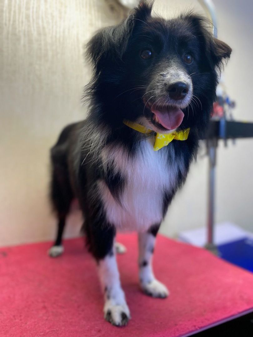 Yasna, a Adopted mixed breed in North York, ON image 5/12