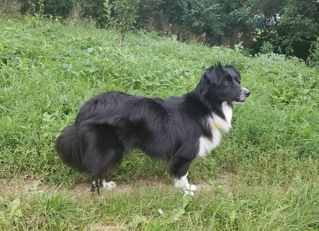 Yasna, a Adopted mixed breed in North York, ON image 6/12