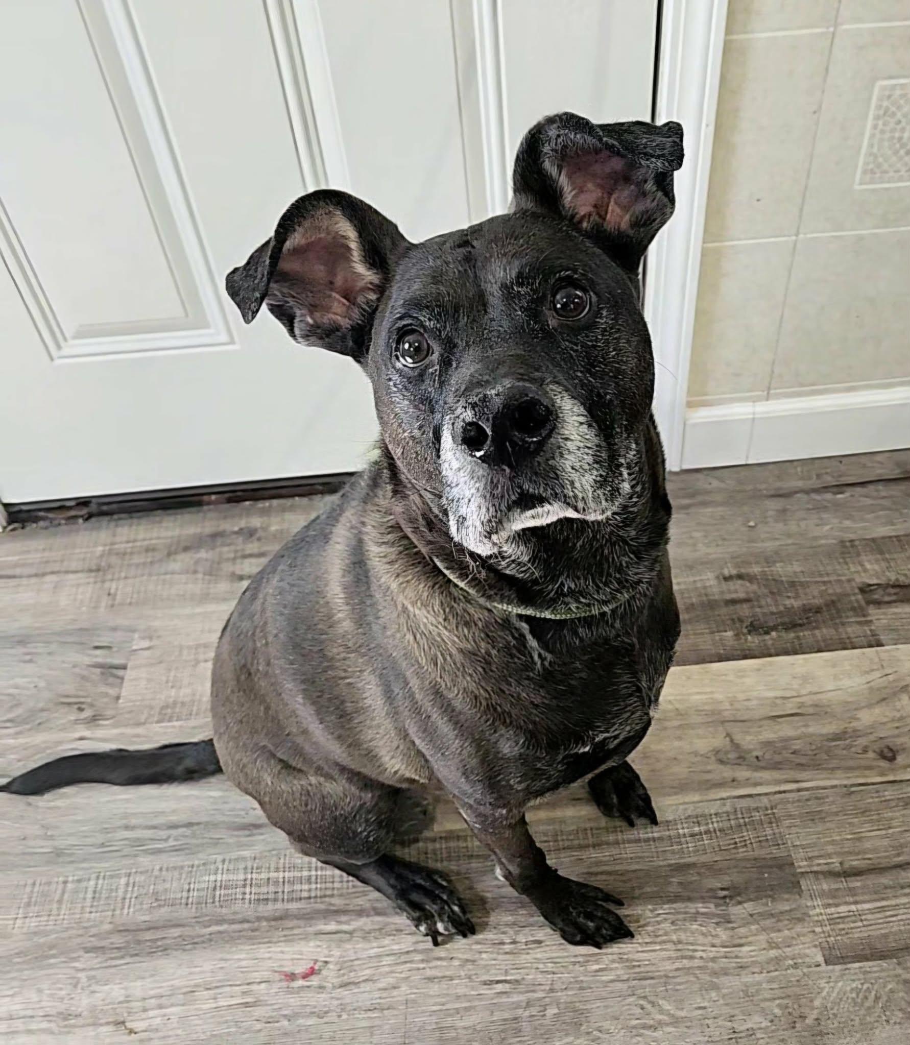 Sammy, an adopted mixed breed in Hoopeston, IL image 4/5