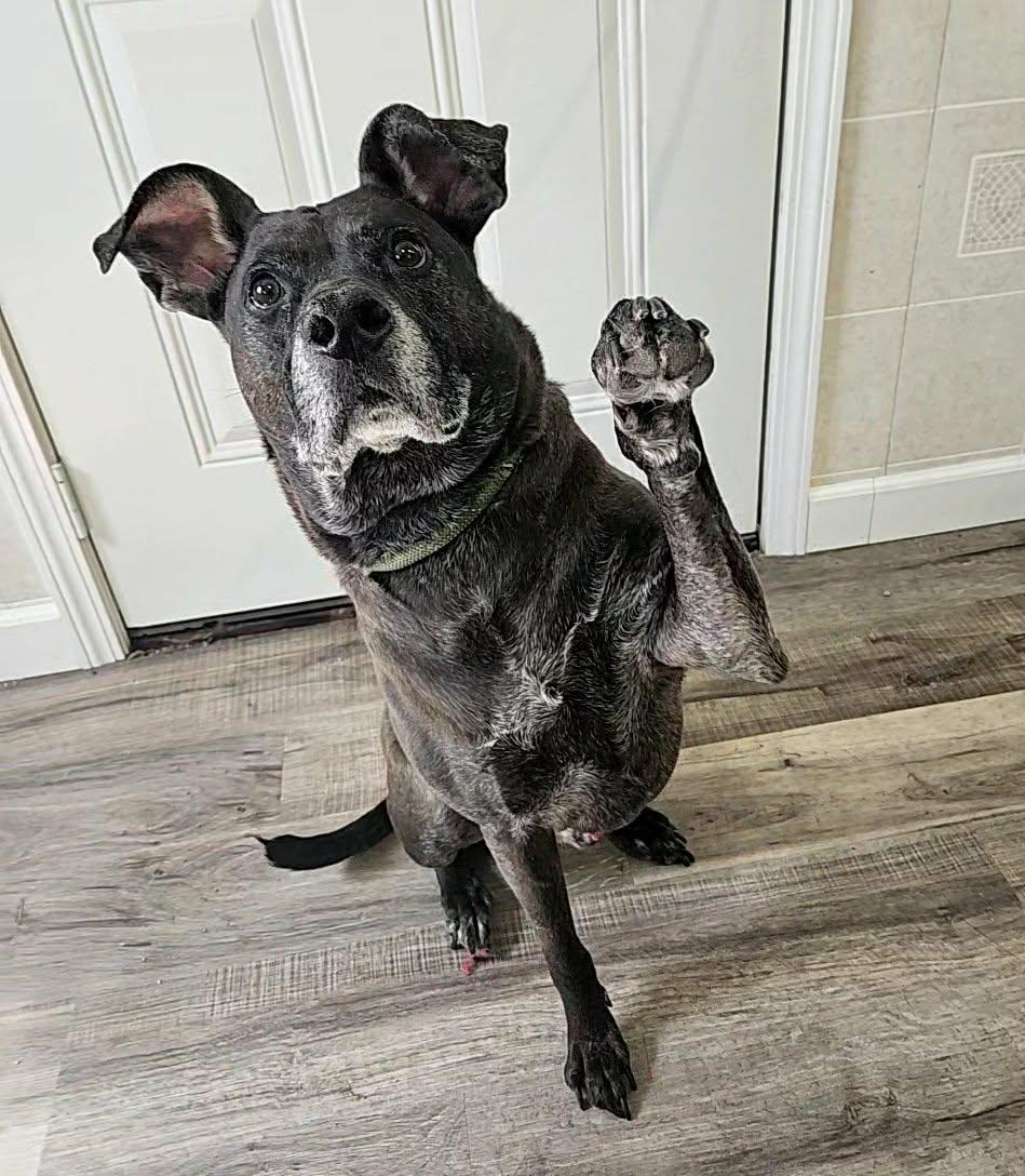 Sammy, an adopted mixed breed in Hoopeston, IL image 3/5