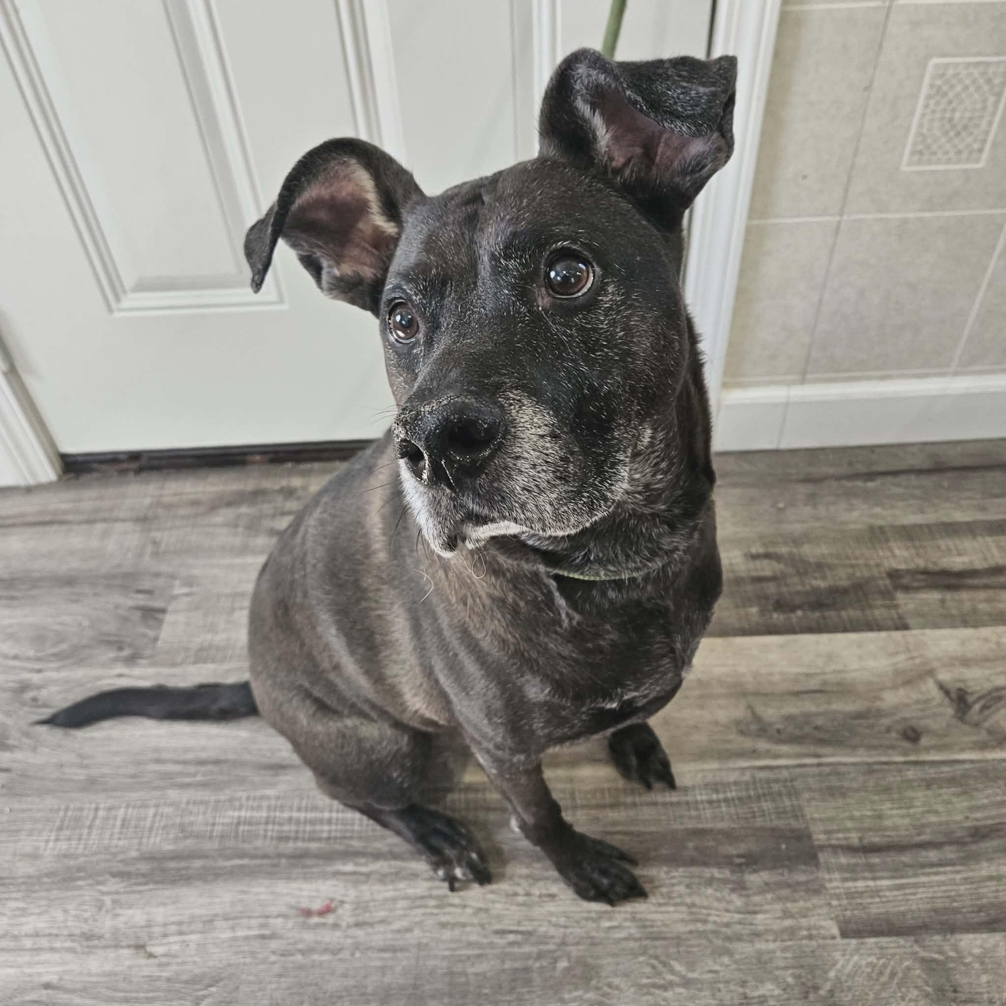 Sammy, an adopted mixed breed in Hoopeston, IL image 5/5