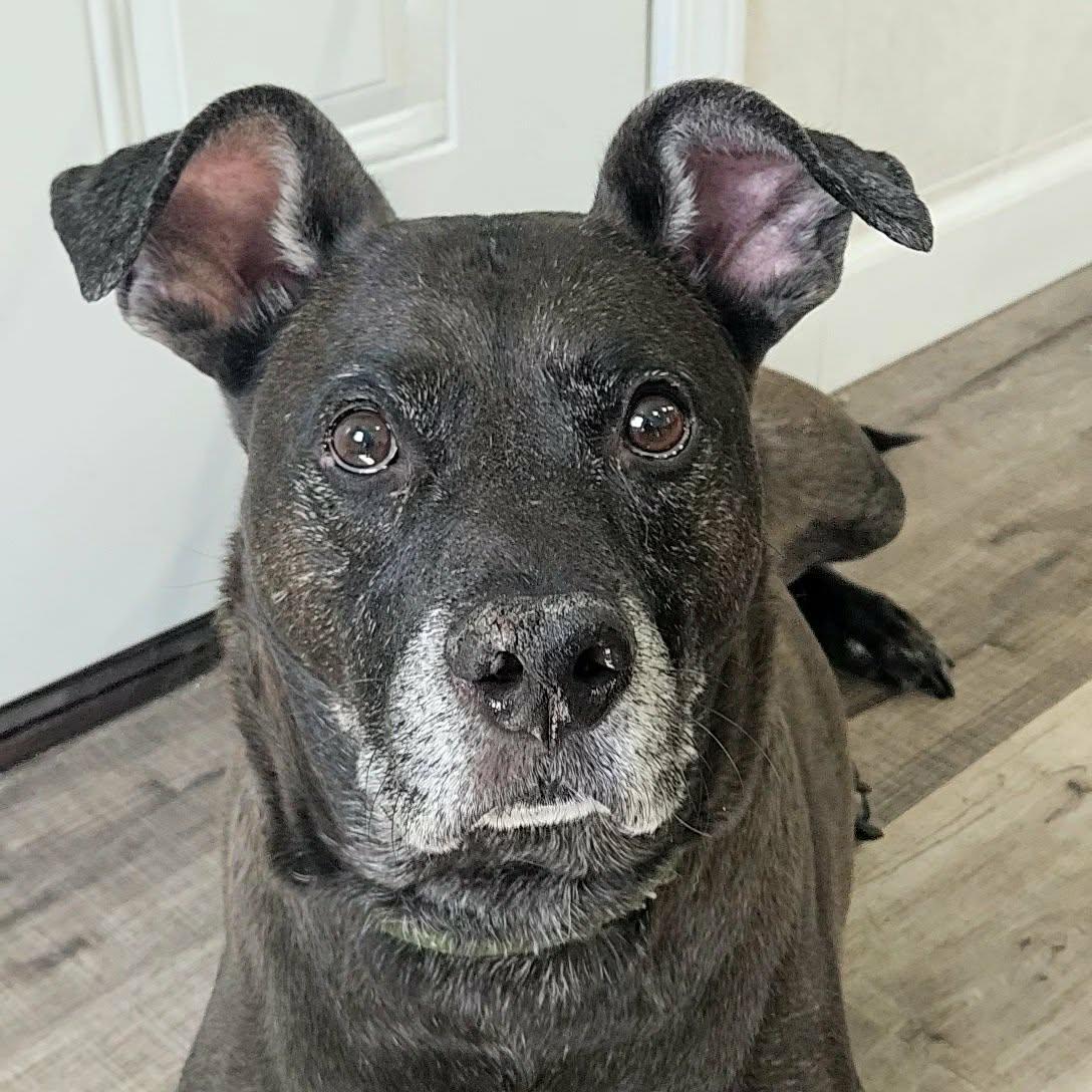 Sammy, adopted, Senior Male Labrador Retriever & Mixed Breed.