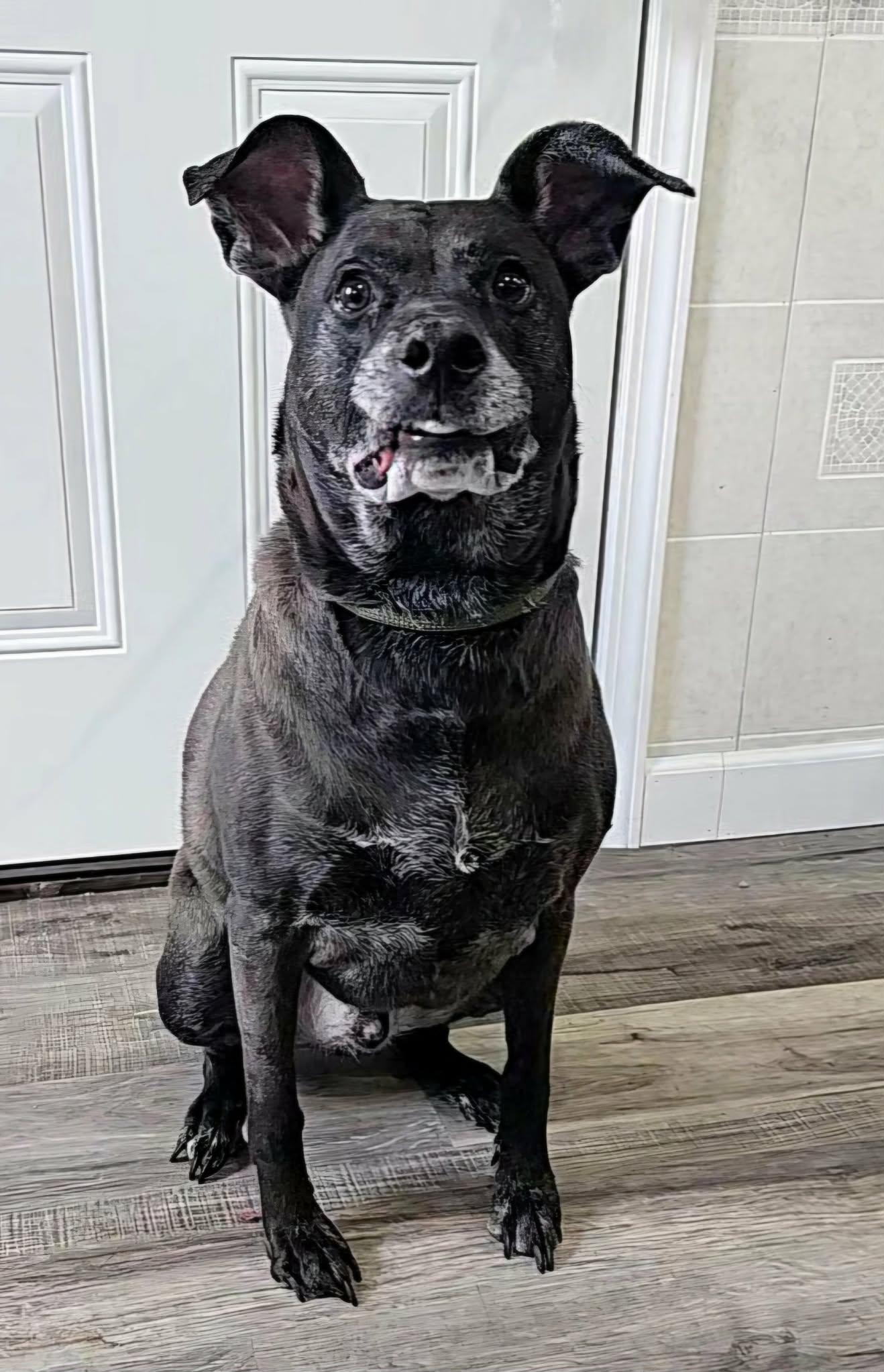 Sammy, an adopted mixed breed in Hoopeston, IL image 2/5