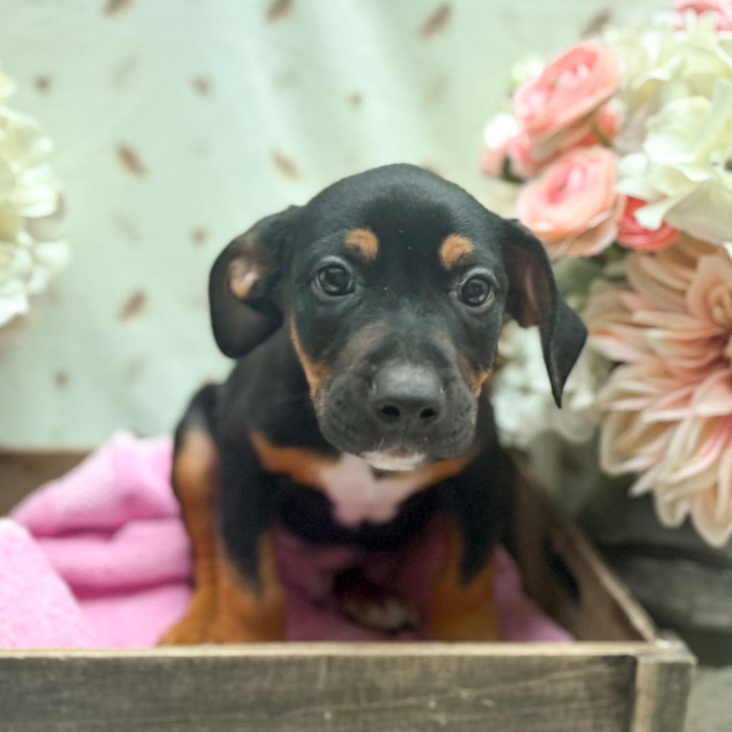 Enlarge Zeke, a Adoptable mixed breed in Newberg, OR image 1/3