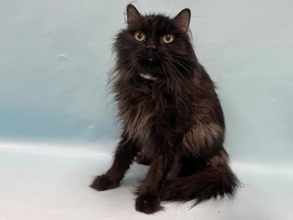 Shadow, Adoptable, Adult Male Domestic Long Hair.