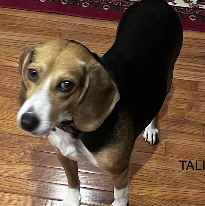 Tali Haven, ADOPTABLE, Young Female Beagle.