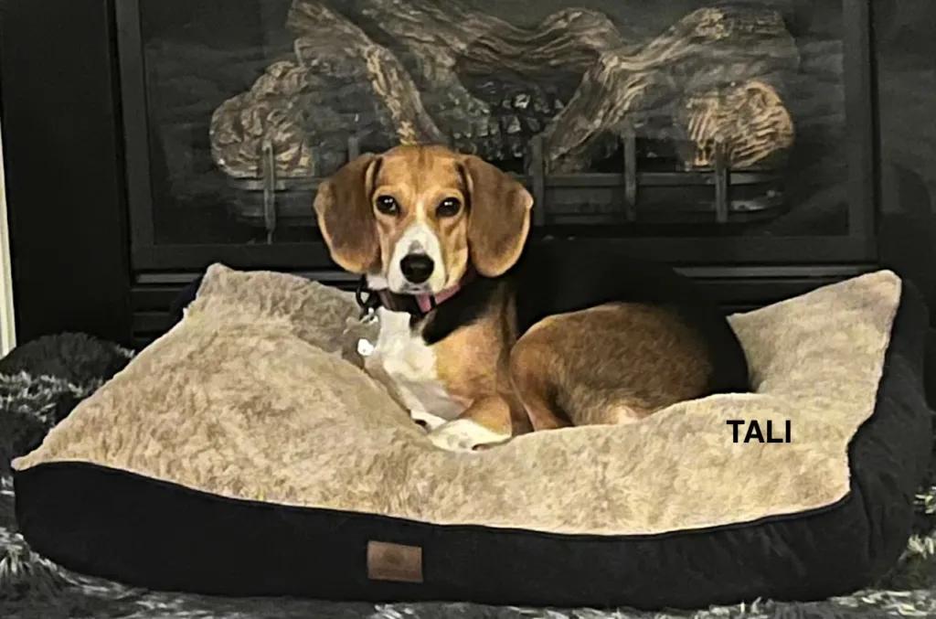 Enlarge Tali Haven, a ADOPTABLE Beagle in Waldorf, MD image 3/3