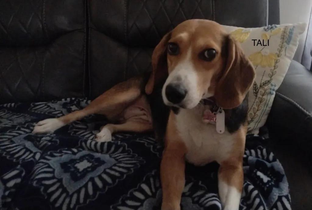 Enlarge Tali Haven, a ADOPTABLE Beagle in Waldorf, MD image 2/3