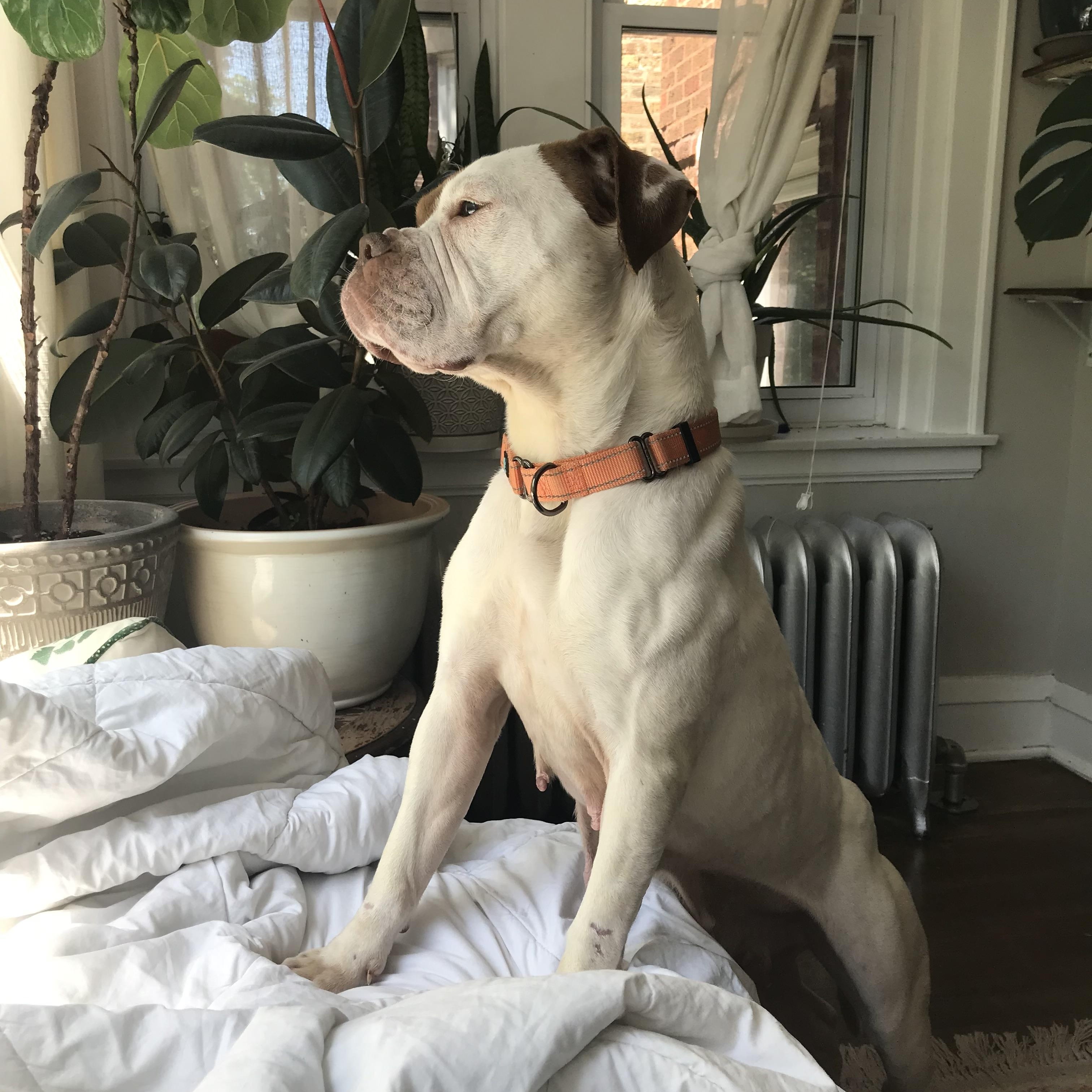 Marcie