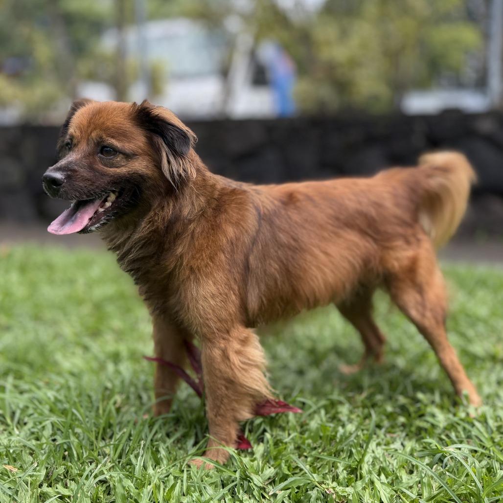 Enlarge Kona, a Adoptable Terrier in Keaau, HI image 1/2
