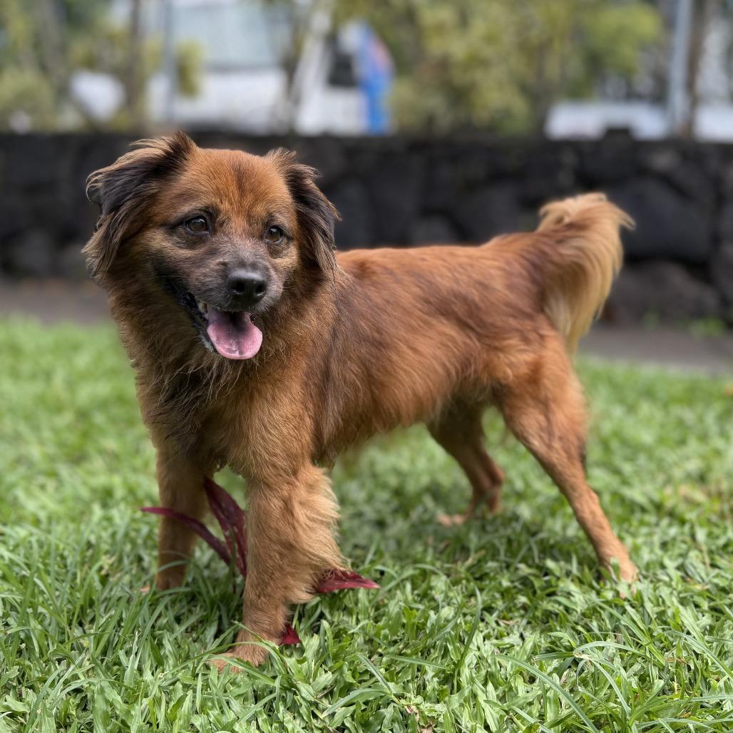 Enlarge Kona, a Adoptable Terrier in Keaau, HI image 2/2