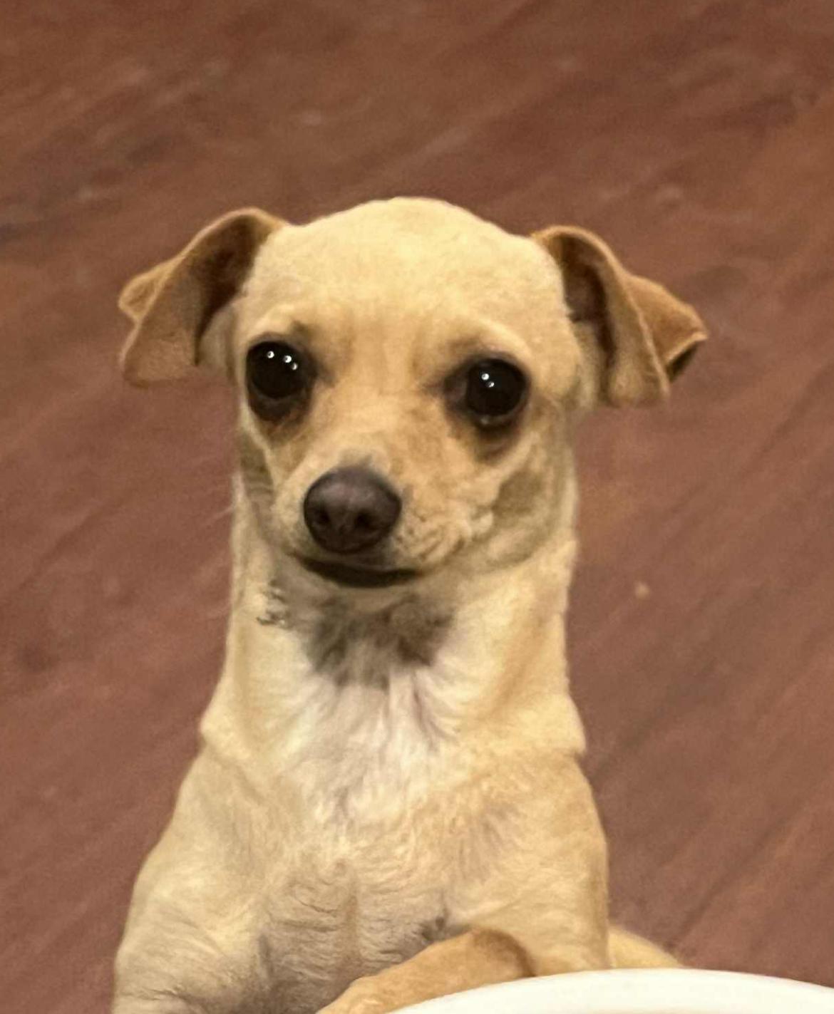 Enlarge Ariana, a Adoptable Chihuahua in Longmont, CO image 1/1